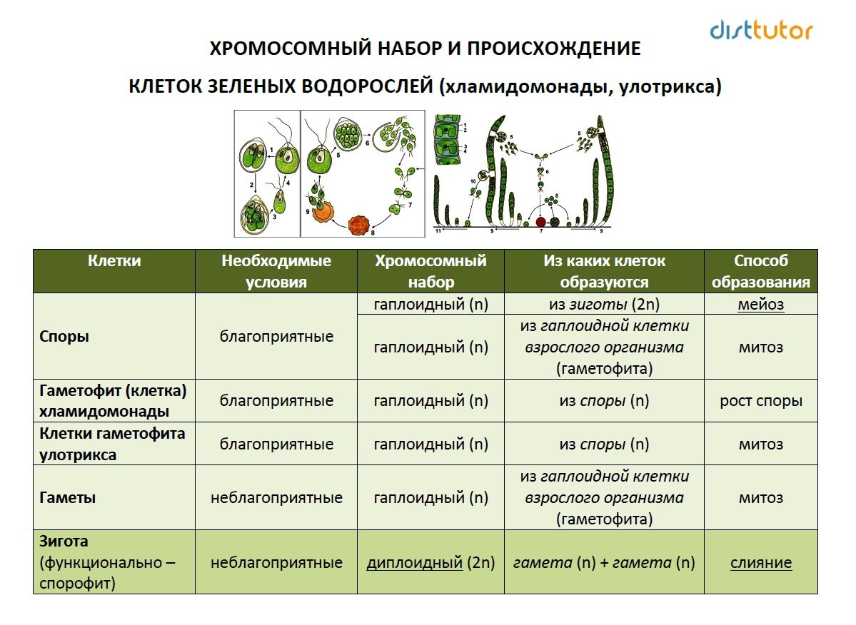 Какие признаки лежат в основе систематики водорослей. Жизненные циклы споровых растений таблица. Циклы развития растений шпаргалка. Цикл развития многоклеточных водорослей. Жизненный цикл водорослей ЕГЭ биология.