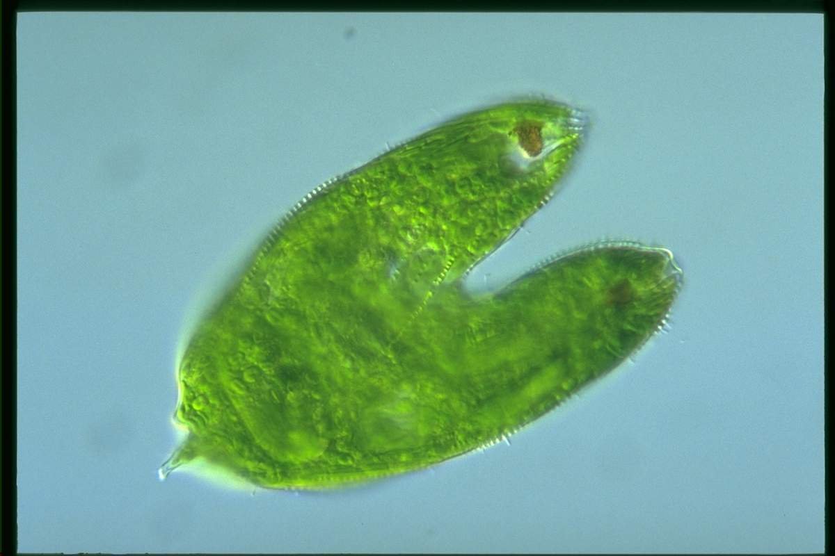 Хлорофиллы эвглены зеленой. Эвглена зеленая. Эвглена зеленая под микроскопом. Эвглена зеленая водоросль. Простейшие эвглена зелёная.