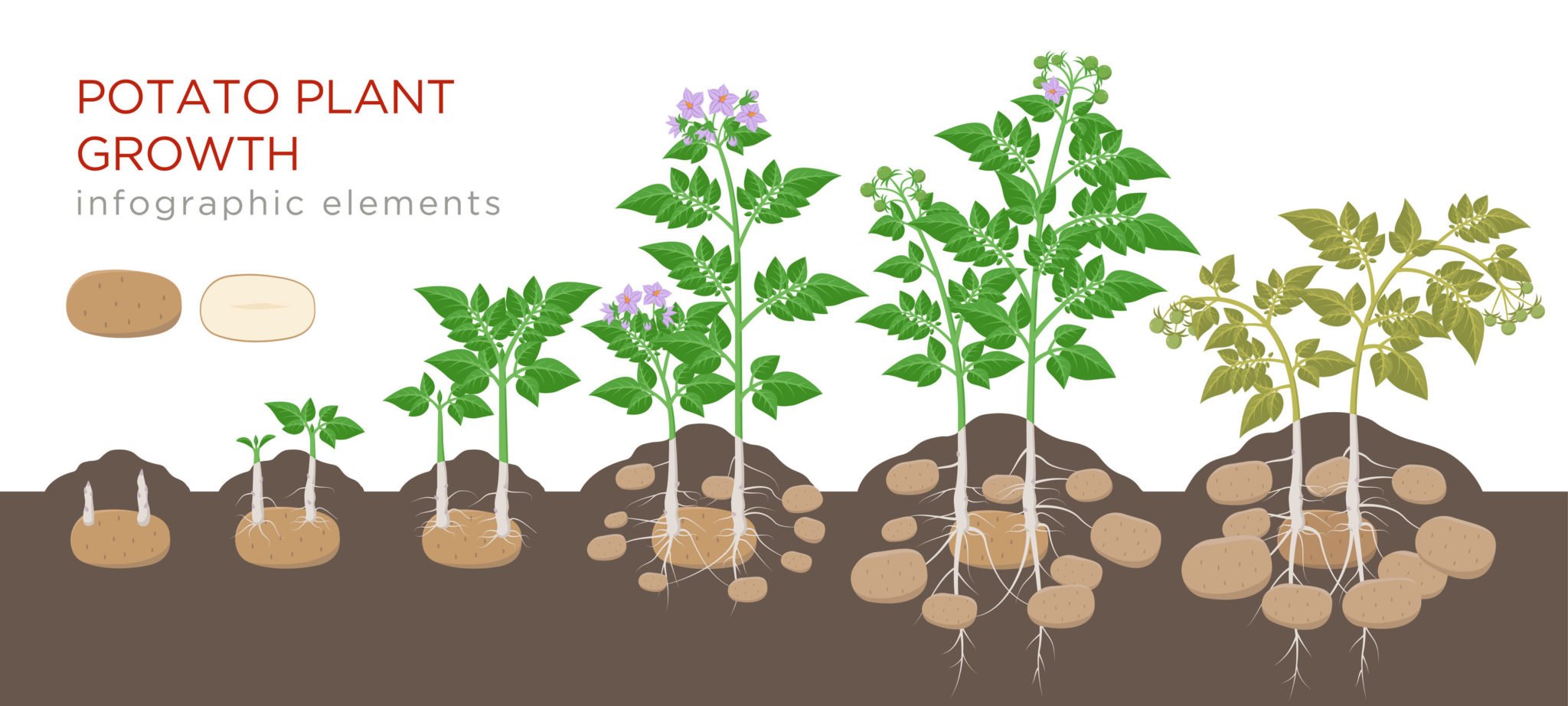 Сколько растет картофель. Этапы роста картошки. Схема роста картофеля. Стадии роста картошки. Этапы роста картошки в земле.