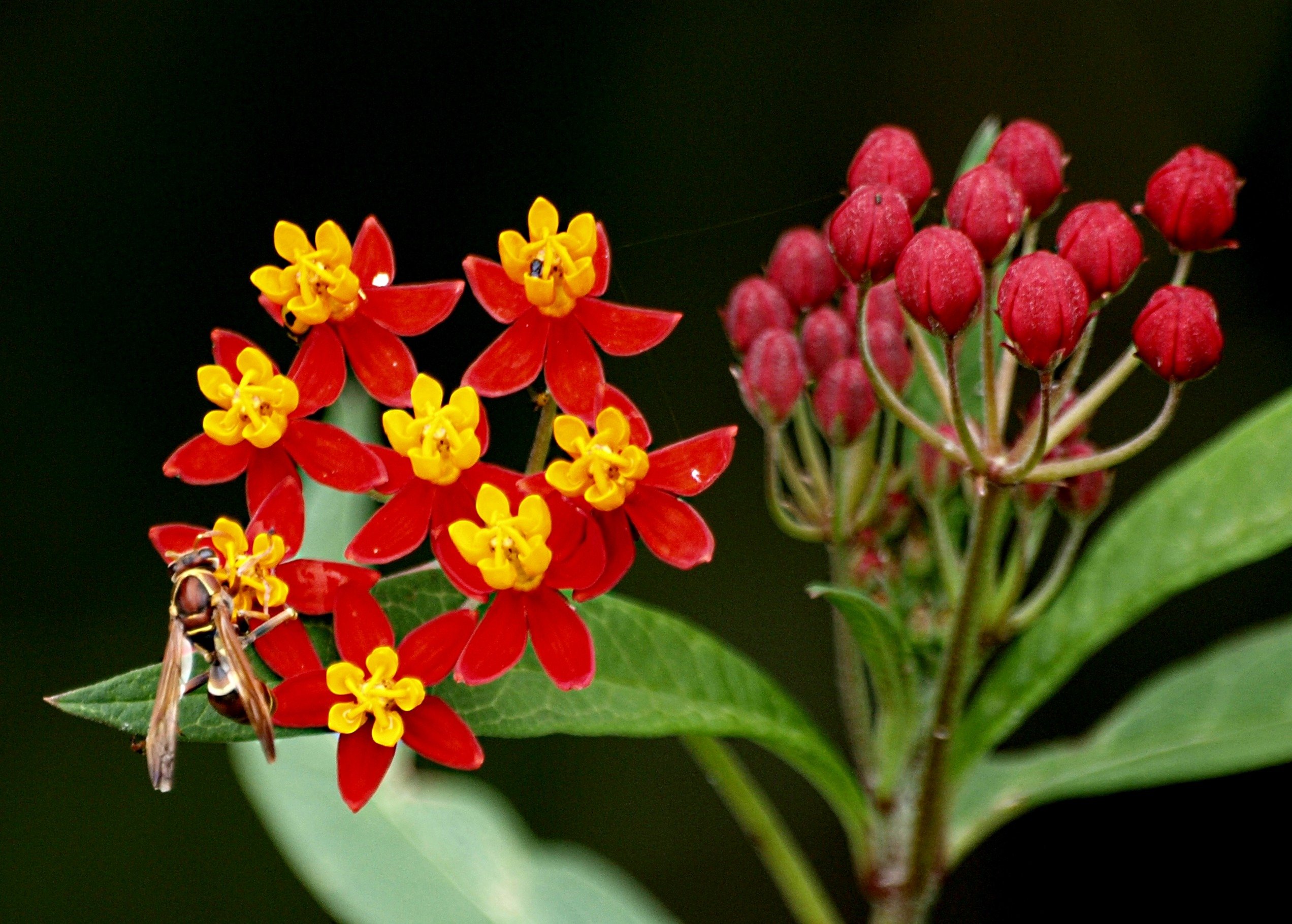 Красноцвет. Цветок хёрба. Цветущие цветы дома от насекомых. Мастера цветок цветение. Эуномос цветок.