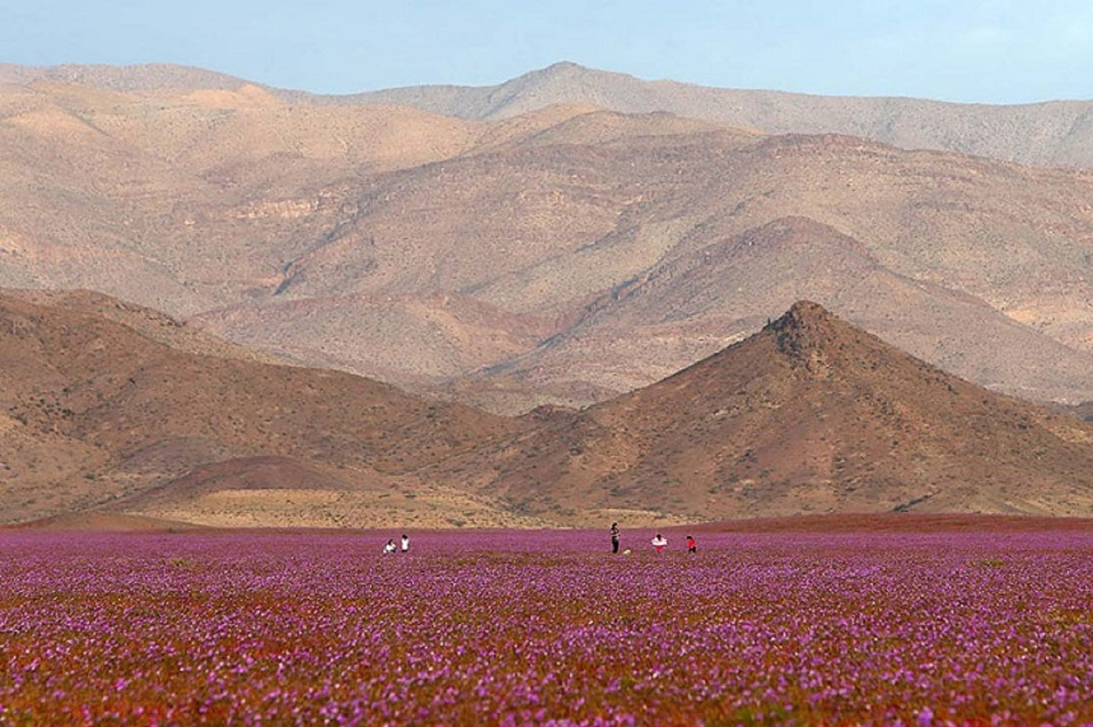 Desert rain. Цветущая пустыня Атакама, Чили. Цветы в пустыне Атакама. Пустыня Атакама цветет. Атакама цветет Чили.