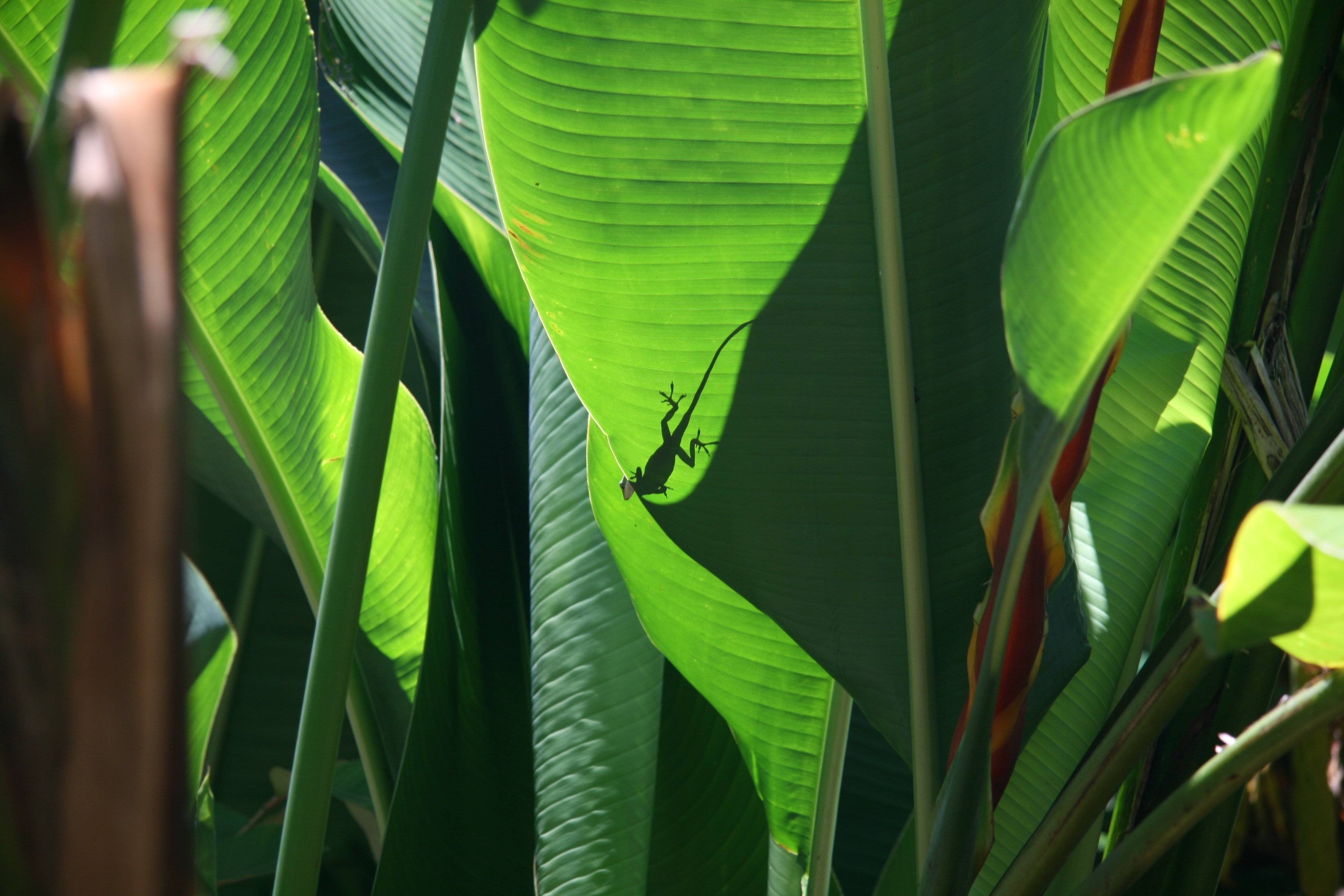Tropical plant. Геликония Тропикал. Тропические растения банановые листья. Зеленые тропические листья. Экзотические листья.