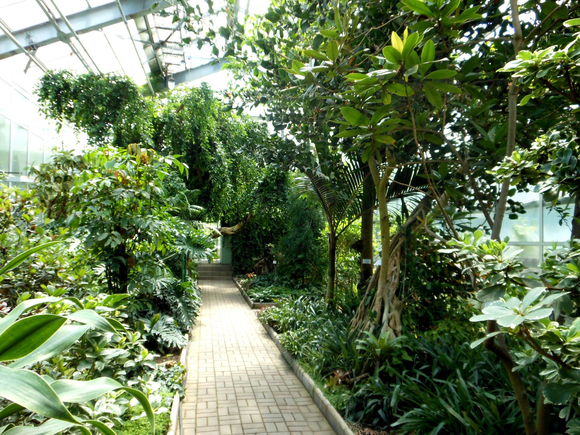 Пушкинское тропическое растение - 70 фото