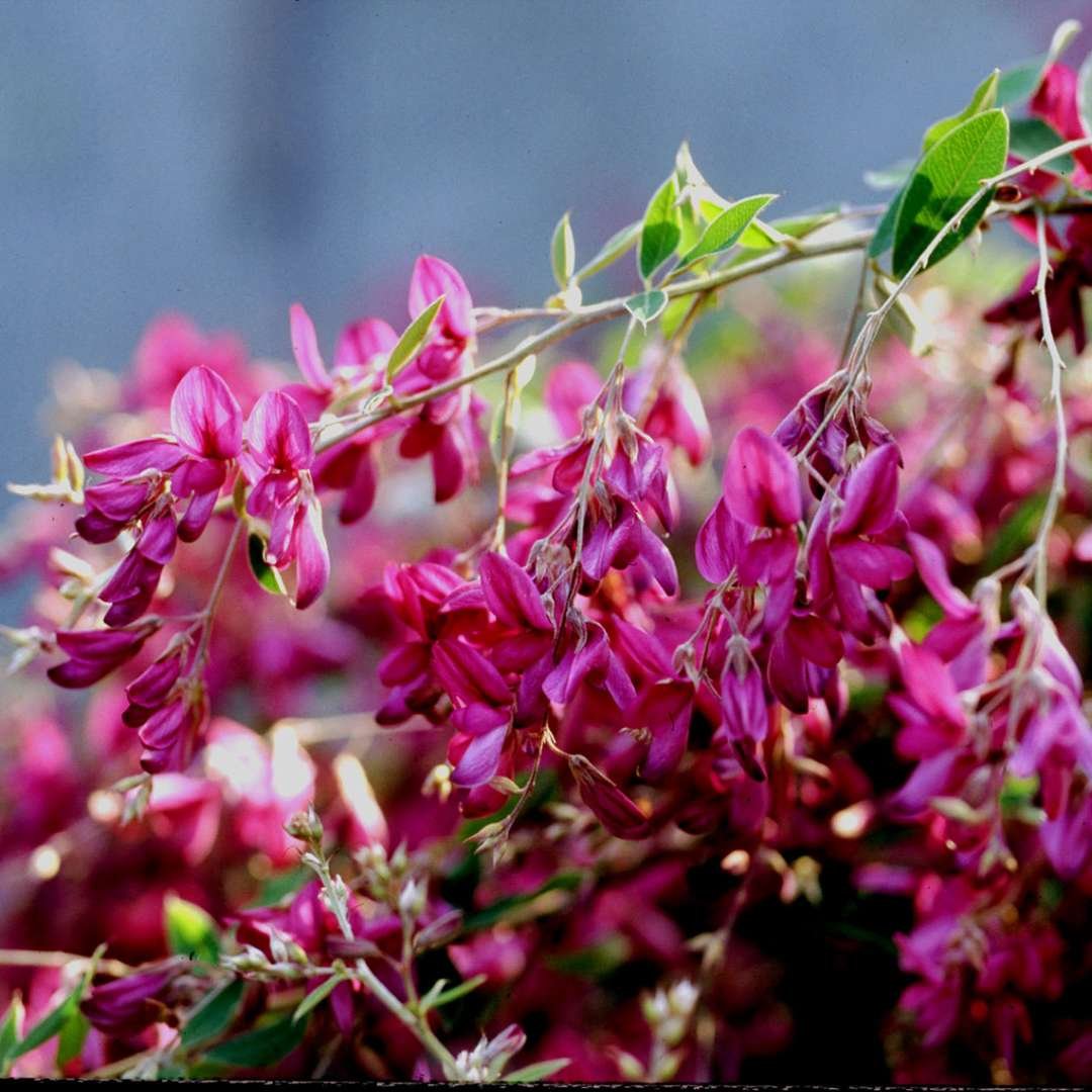 Леспедеца. Lespedeza thunbergii. Леспедеца двуцветная. Хаги Леспедеца.