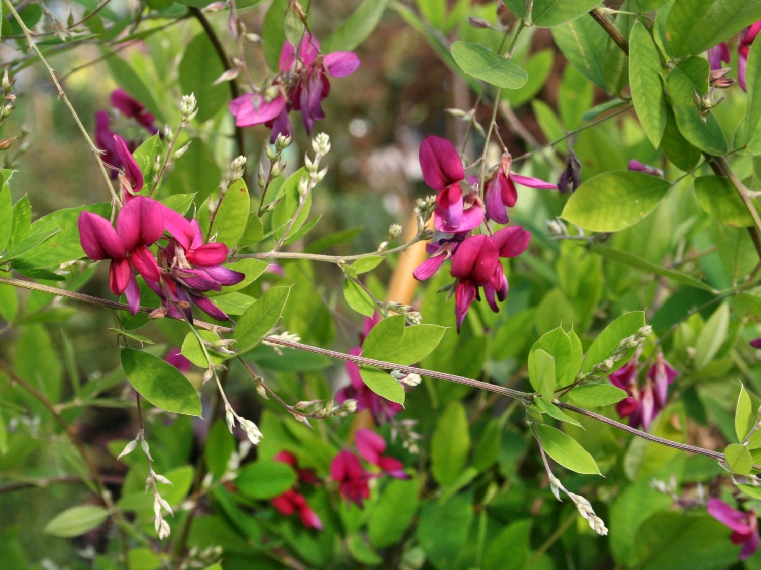 Леспедеца. Леспедеца двуцветная. Lespedeza thunbergii. Леспедеца биколор.