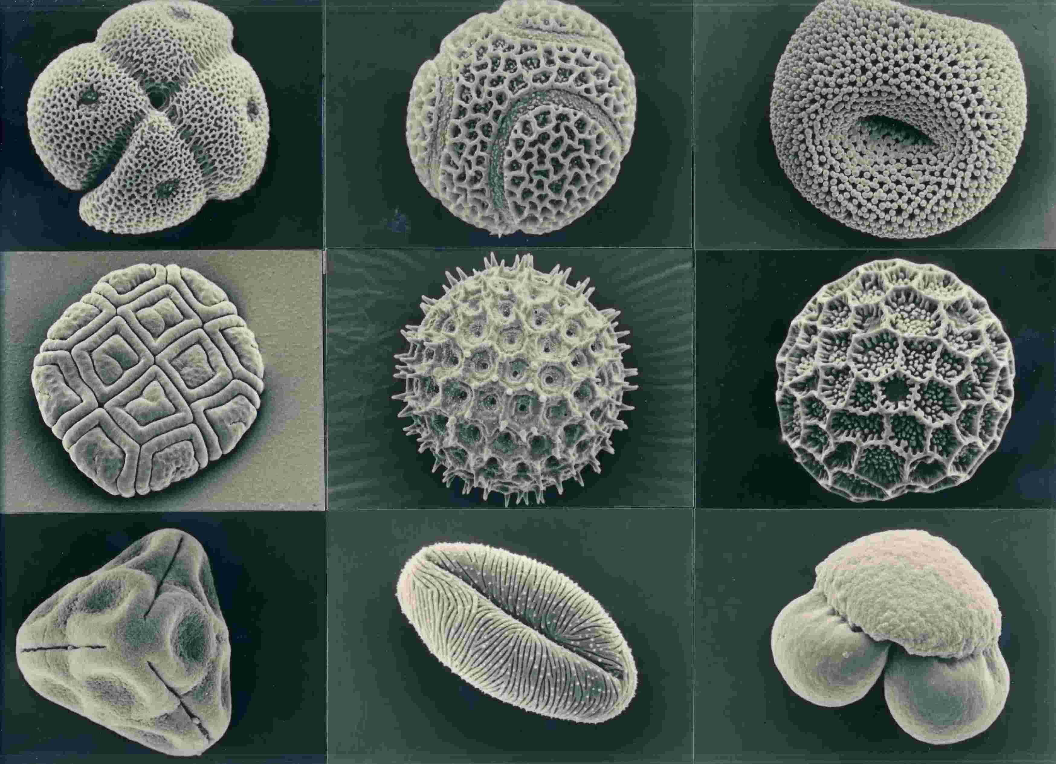Пыльца и споры. Пыльца микроскопия палинология. Пыльца коронавирус под микроскопом. Пыльца микрофотографии. Пыльца микроскопия атлас.