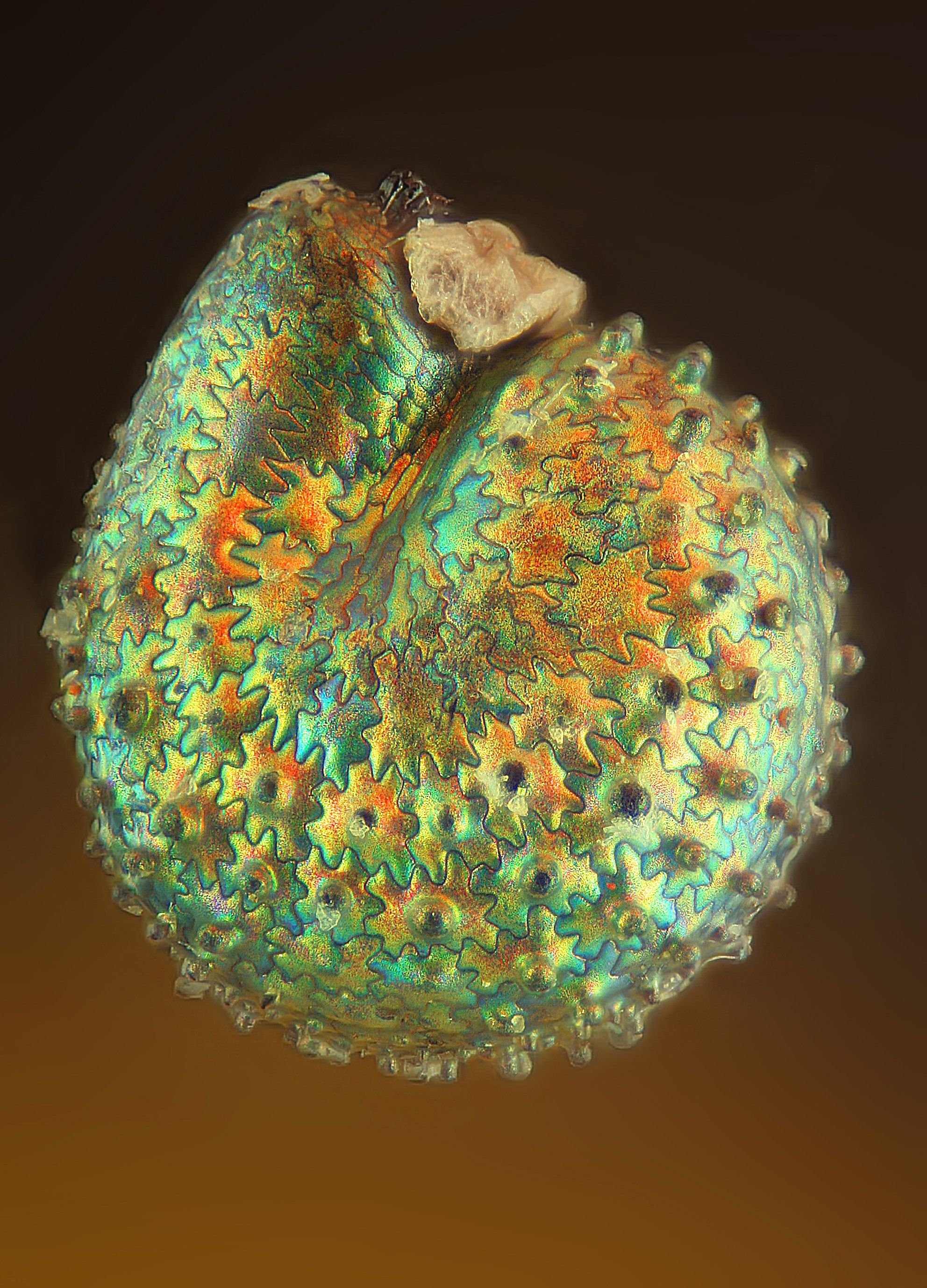 Фотография микро. Семена мака под микроскопом. Микроскопические поделки. Семя под микроскопом. Макросъемка микроскоп.