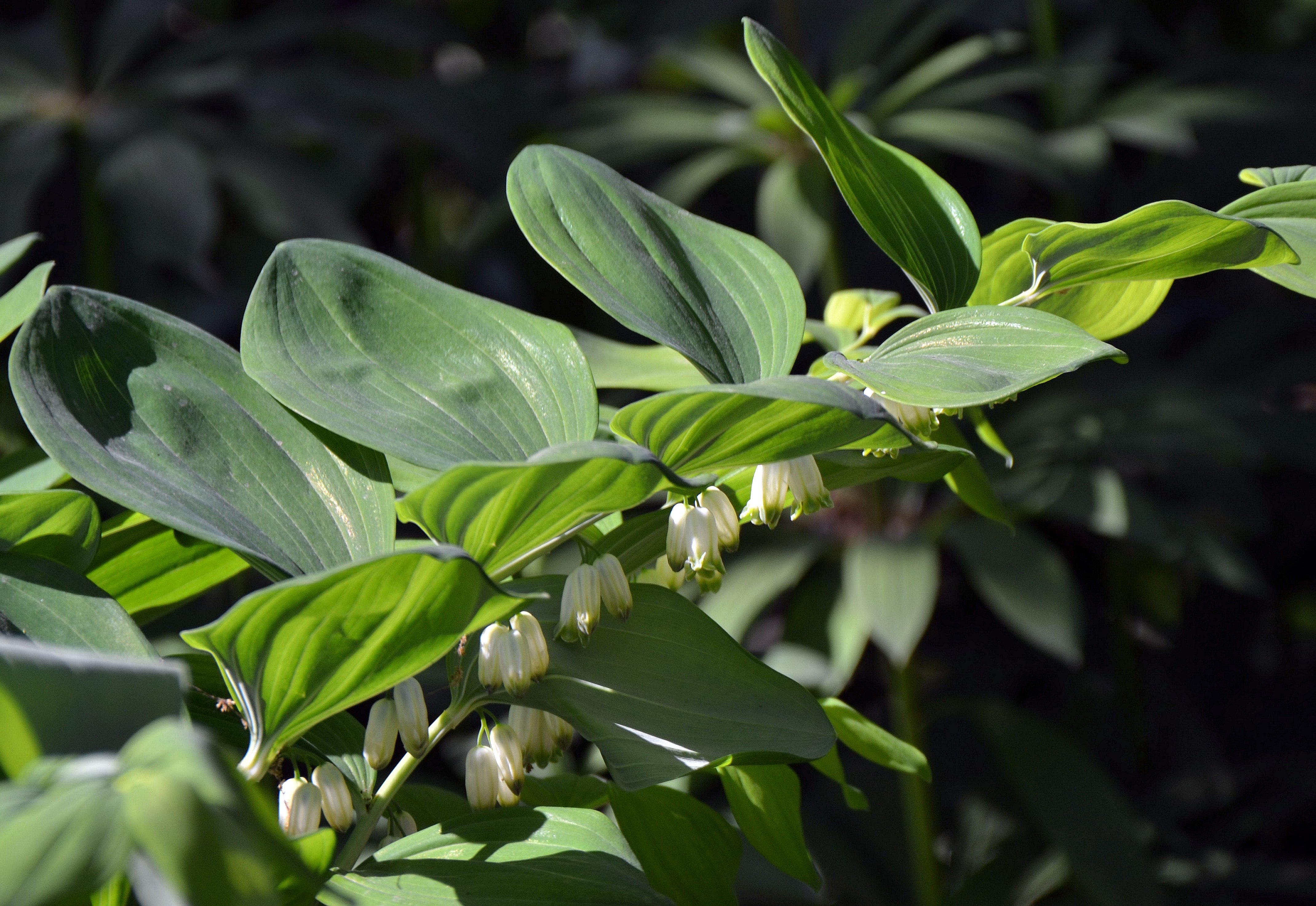 Купена многоцветковая – Polygonatum