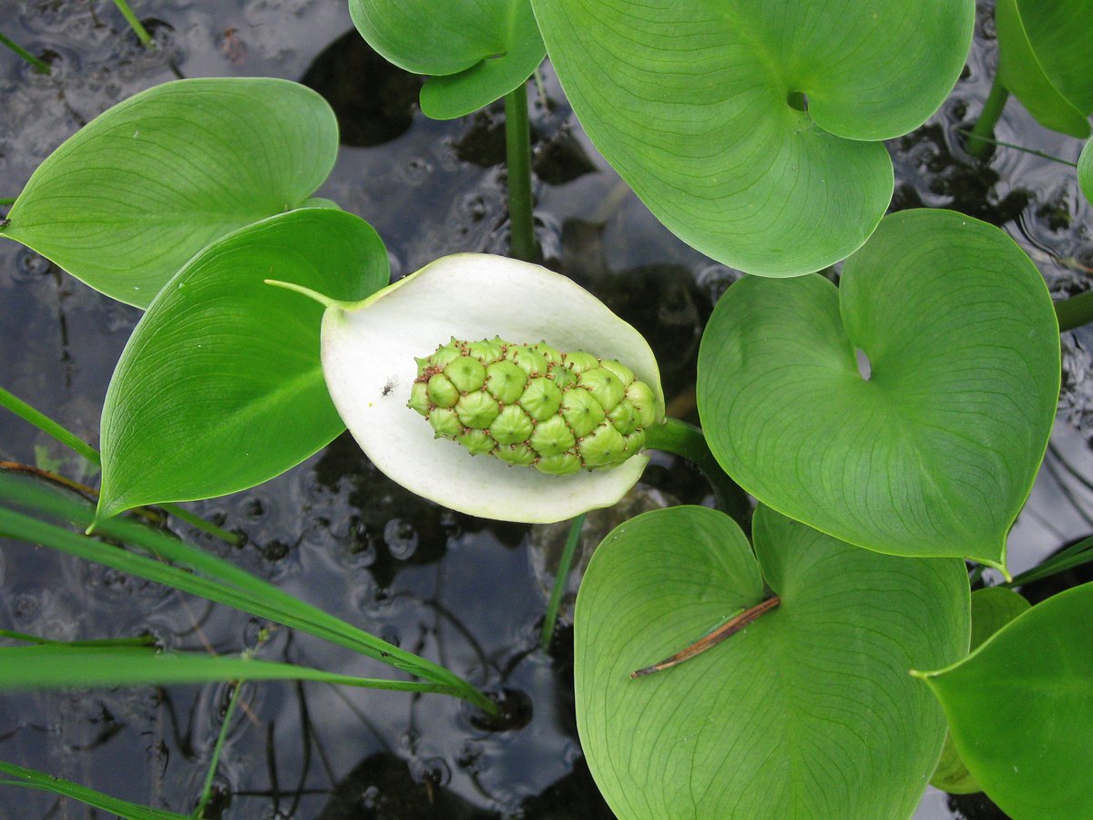 Калла соцветие. Белокрыльник болотный Calla palustris. Белокрыльник (Калла). Белокрыльник болотный (Calla palustris l.). Белокрыльник болотный семена.