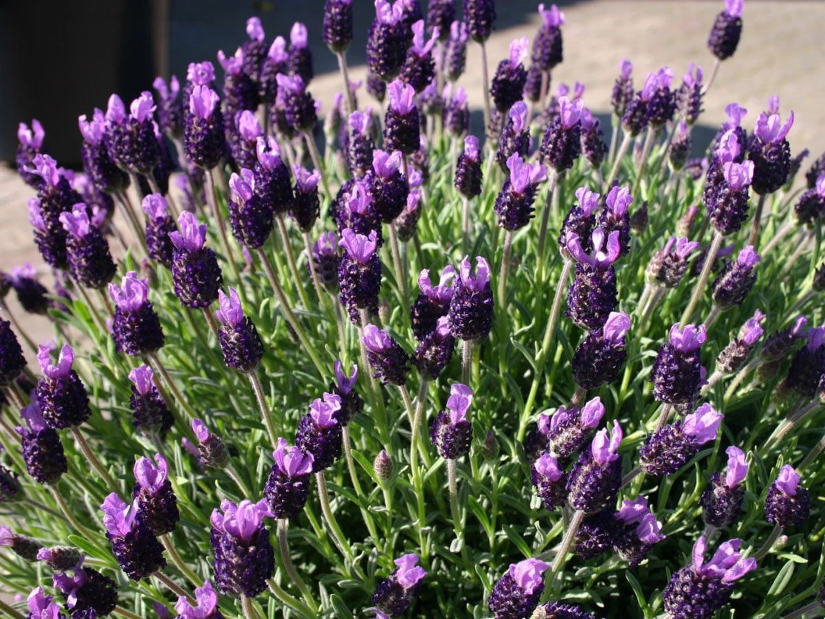 French Lavender С†РІРµС‚С‹