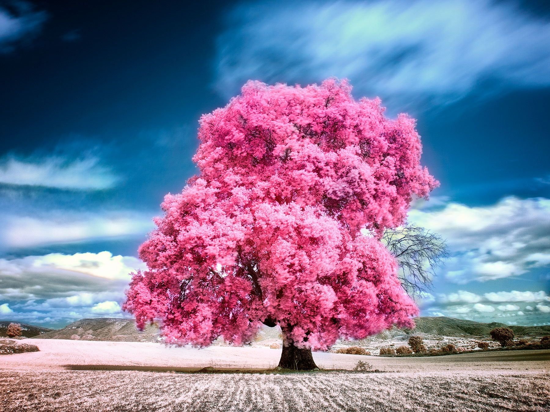 Картинки красивые необычные. Aniba rosaeodora. Сакура дерево. Розовое дерево. Красивое цветущее дерево.