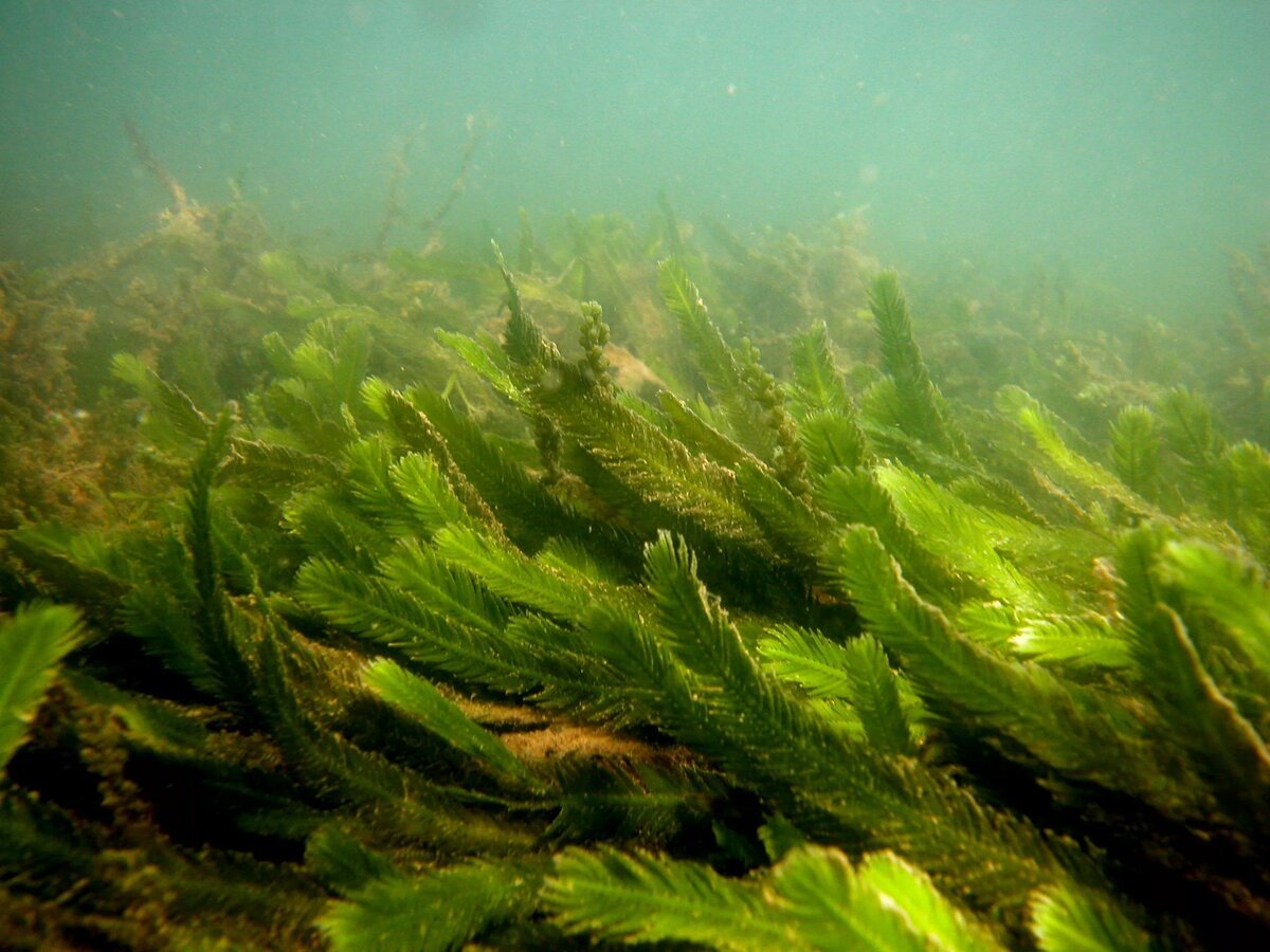 Водоросли принимать. Зеленая водоросль каулерпа. Каулерпа taxifolia водоросль. Зеленые водоросли Chlorophyta. Водоросль каулерпа чёрное море.