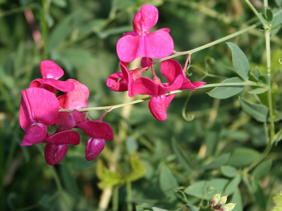 Чина клубненосная Lathyrus tuberosus