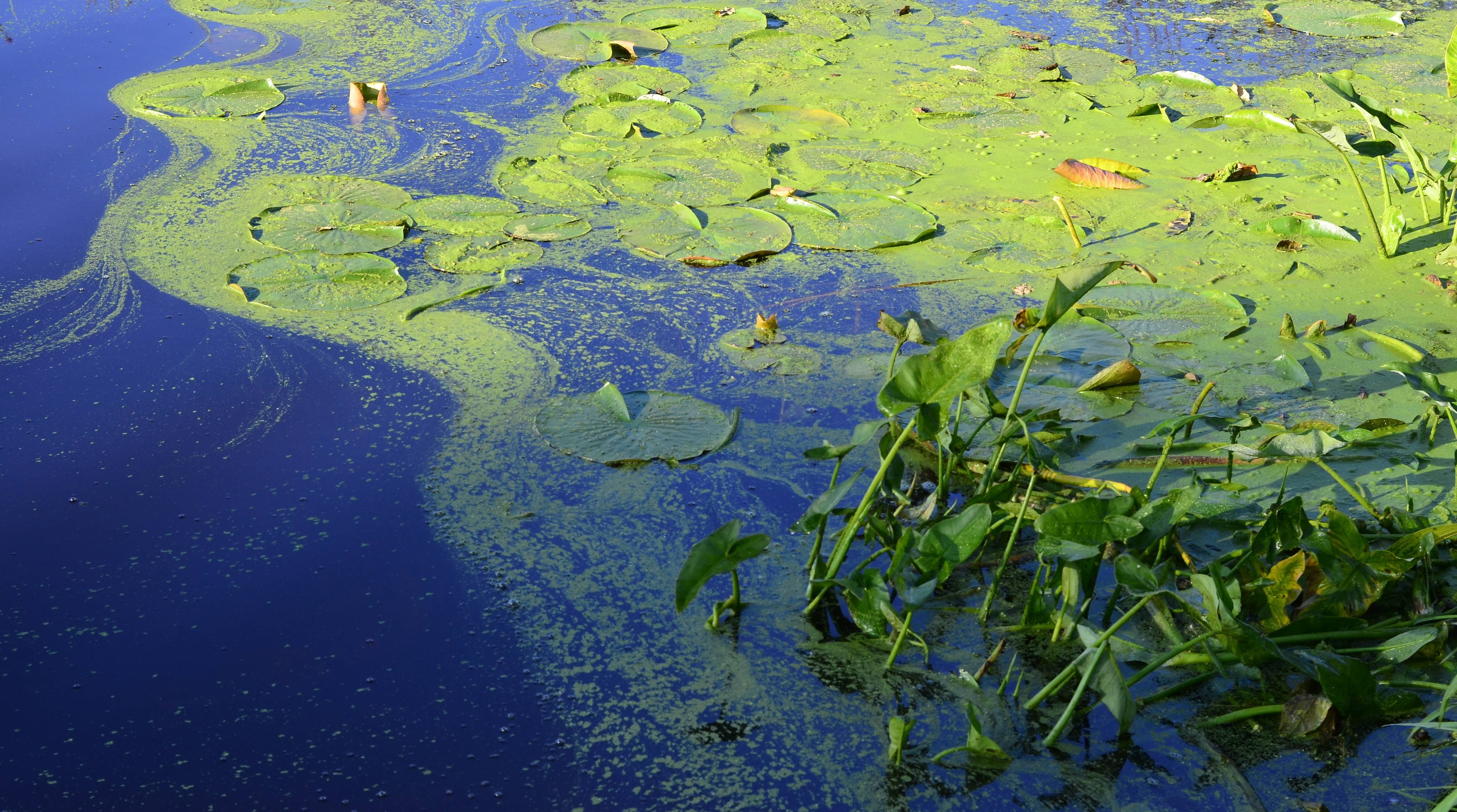 Кувшинки водоросли Ангара