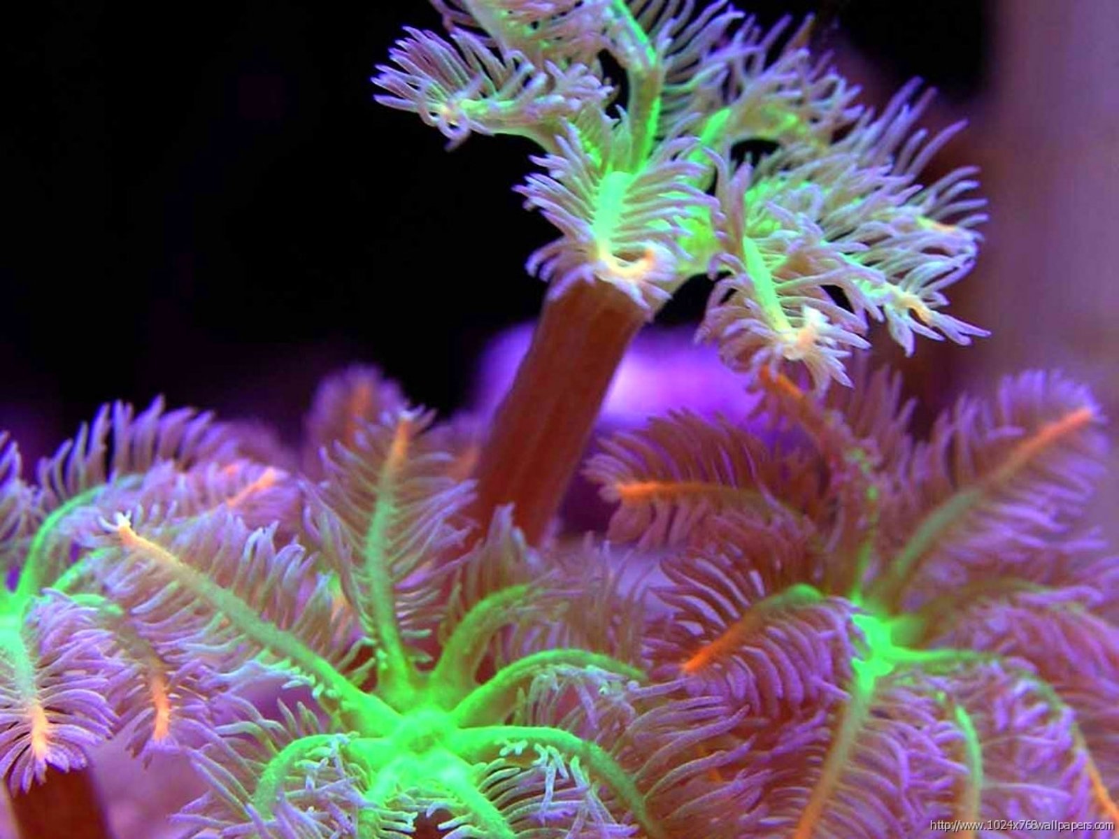 Кишечнополостные водоросли. Кораллы биолюминесценция. Коралловые полипы. Кораллы полипы. Подводные растения.