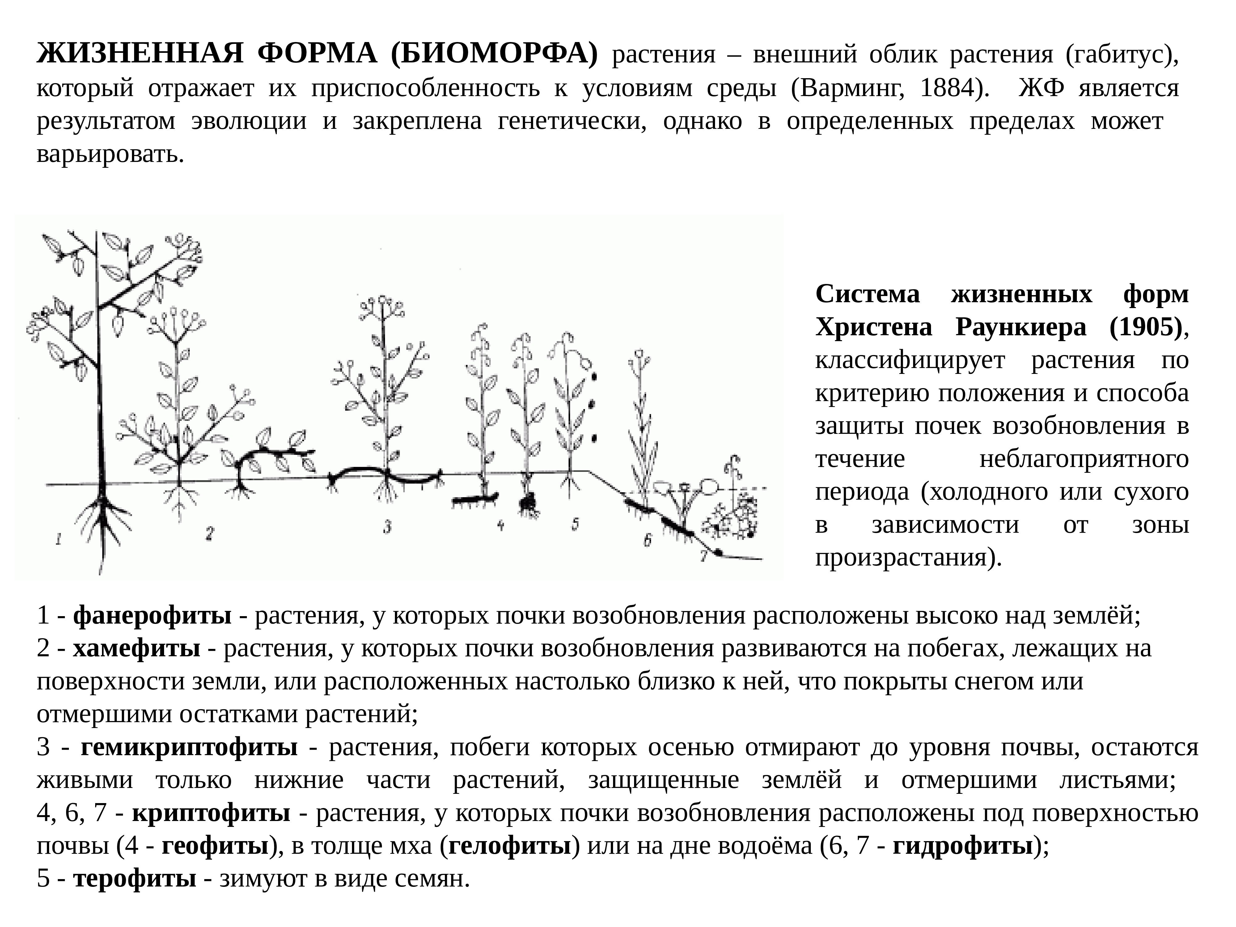 Жизненная форма растений внешний. Жизненные формы растений по Раункиеру таблица. Жизненные формы по Раункиеру и Серебрякову. Жизненные формы растений по Раункиеру схема. Классификации Кристина Раункиера почки возобновления.