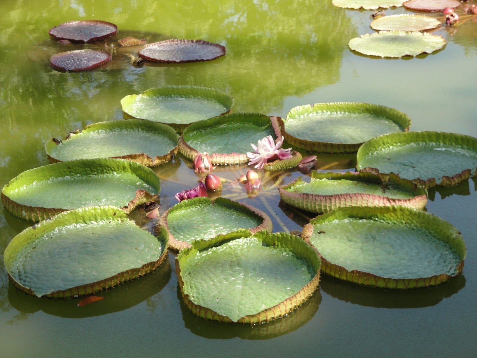 Какие водные растения. Китайские водные растения. Водные растения панорамный. Водные растения панорама. Водные растения повышенной влажности.