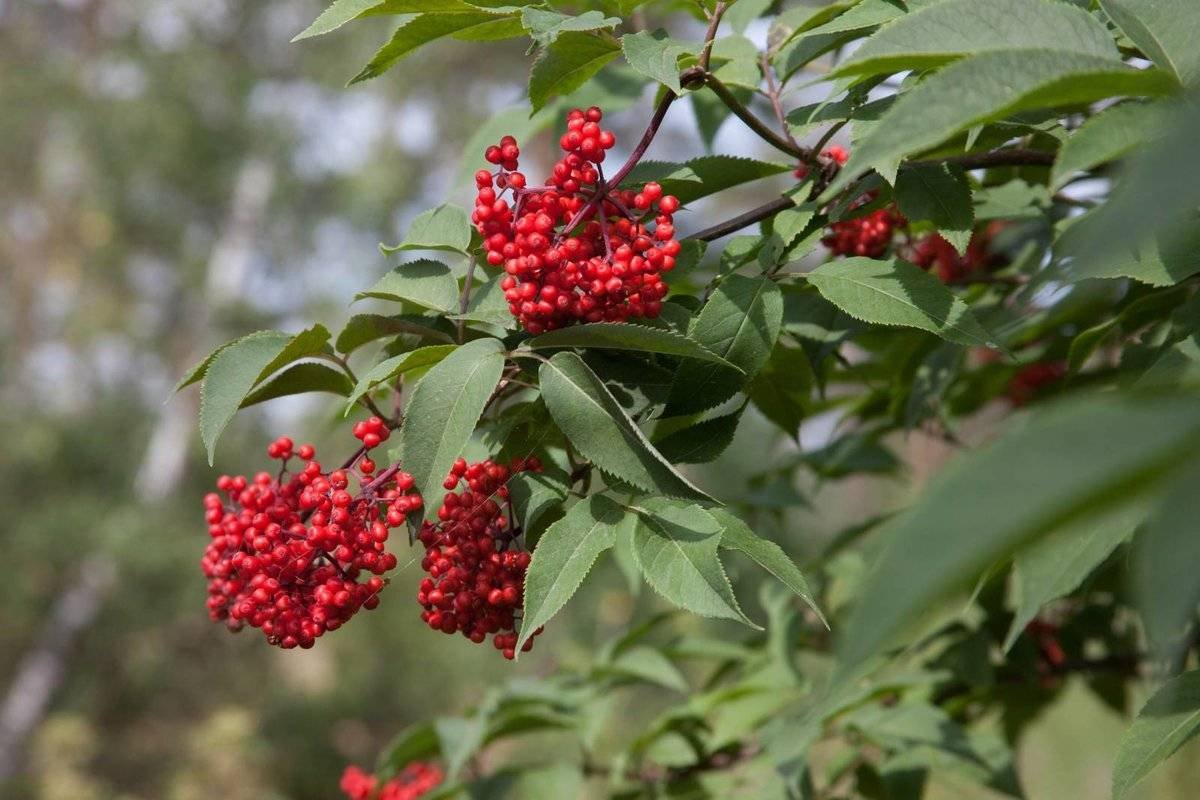 Кустарники сибири фото. Бузина красная (Sambúcus racemósa). Sambucus racemosa. Бузина кистистая куст. Бузина красная Sambucus.