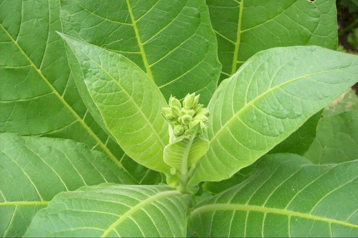 Растение Nicotiana tabacum