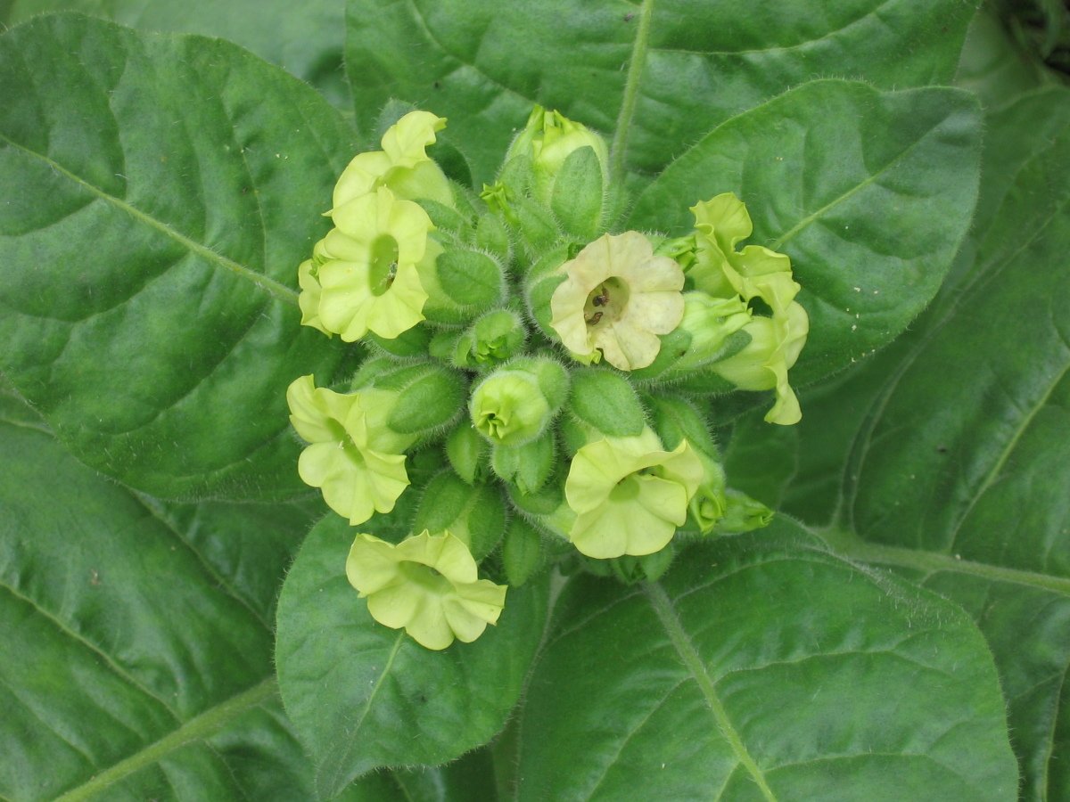 Растение Nicotiana tabacum