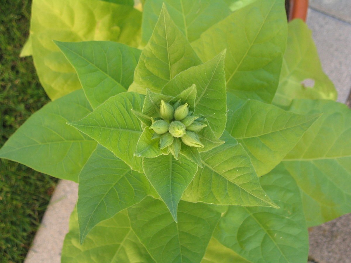 Растение Nicotiana tabacum