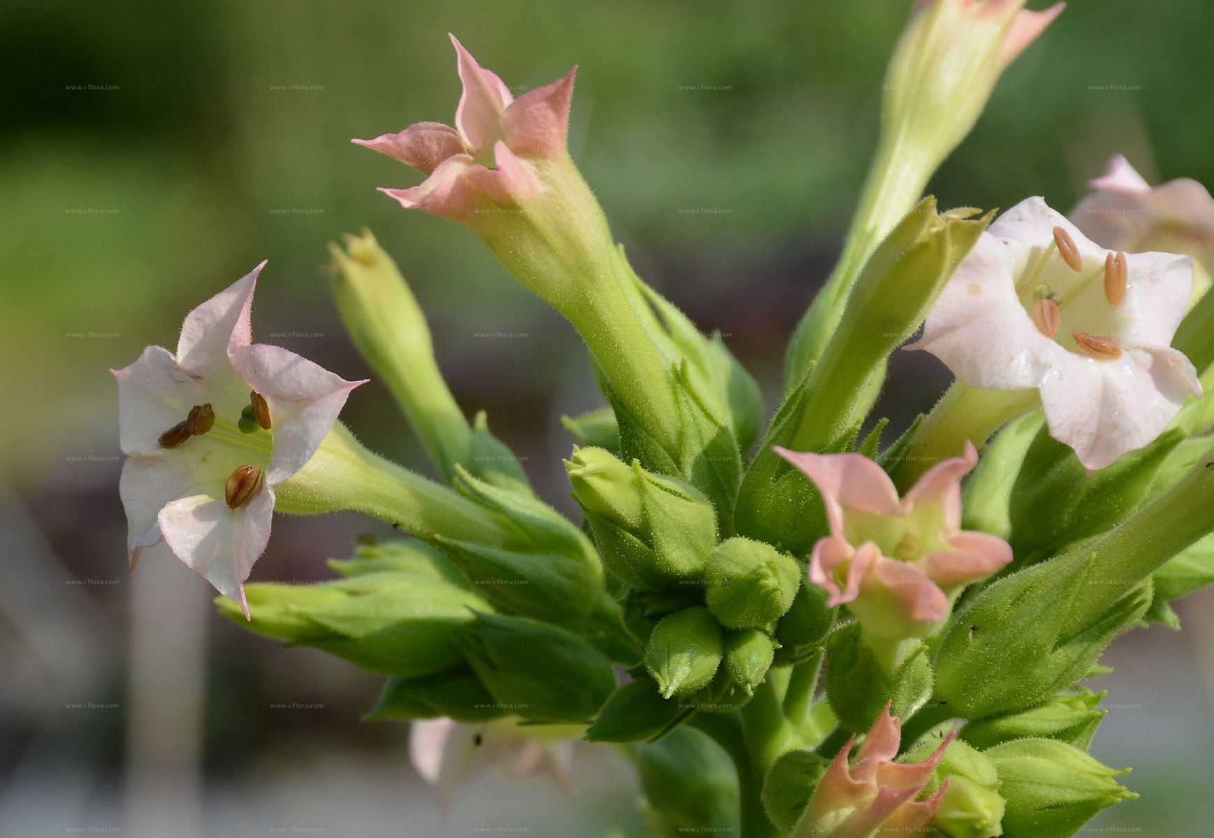 Растение Nicotiana tabacum