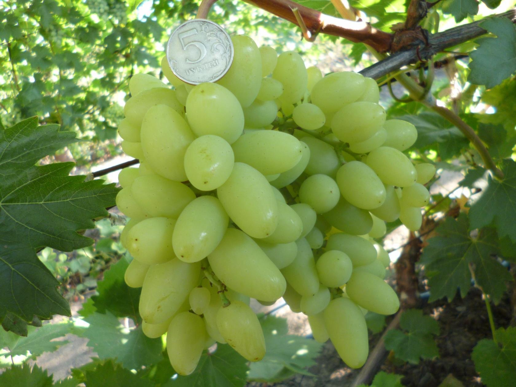 Саженцы винограда от гусева - 64 фото