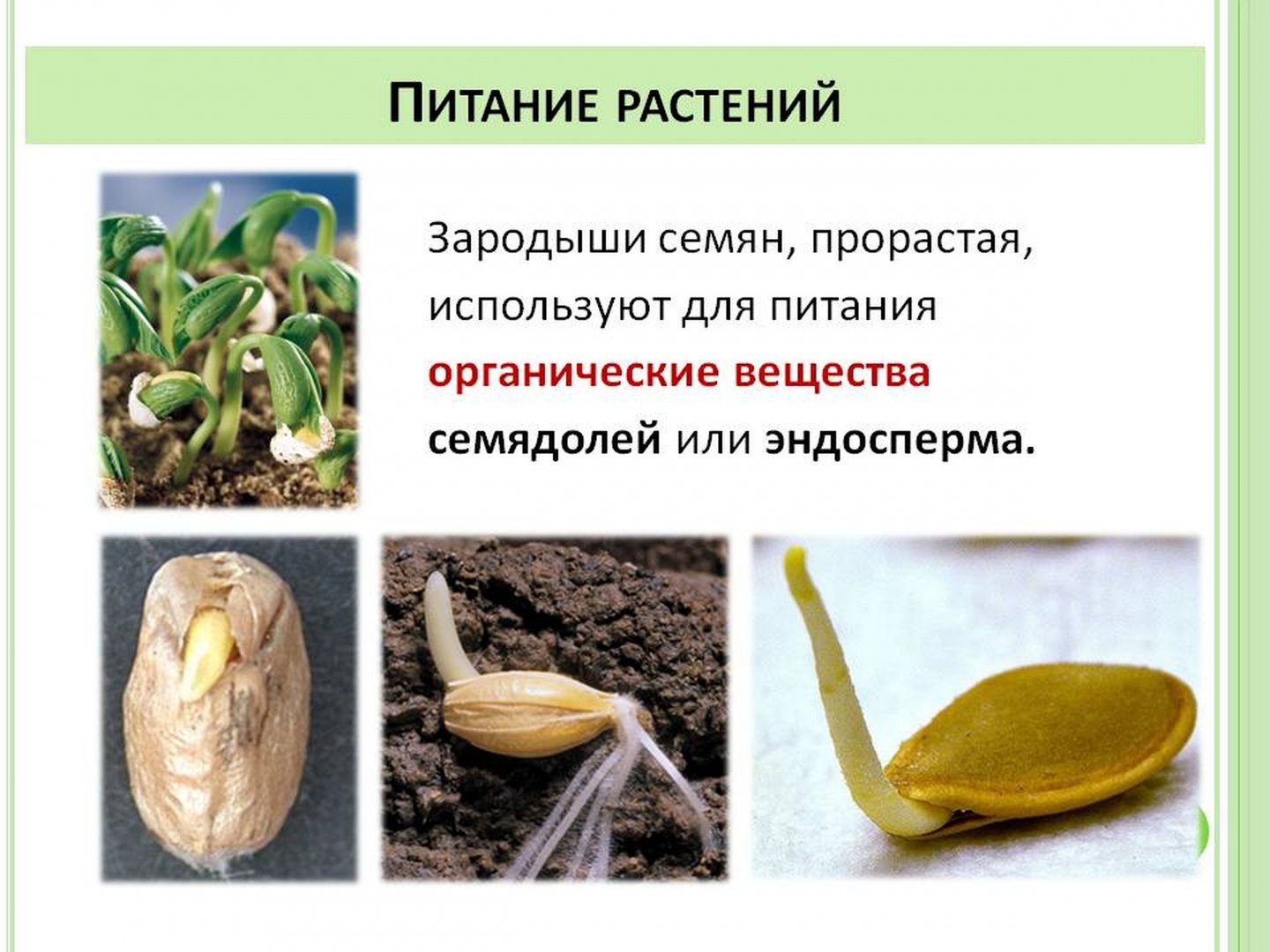 Выберите растения семена которых используют