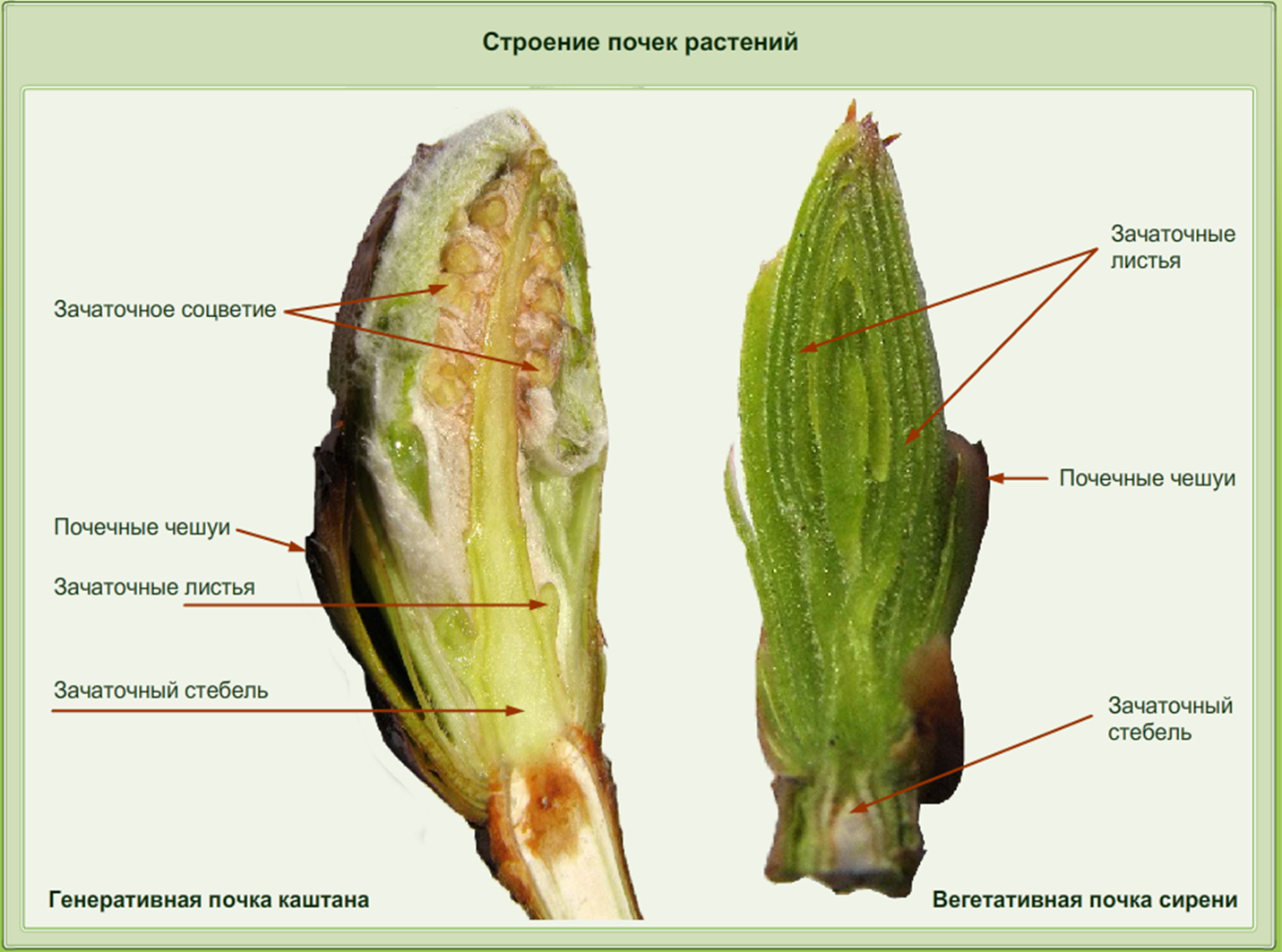 Зачаток растительного организма. Строение листовой почки. Строение почки дерева. Строение почки в разрезе растения. Строение вегетативной почки сирени.