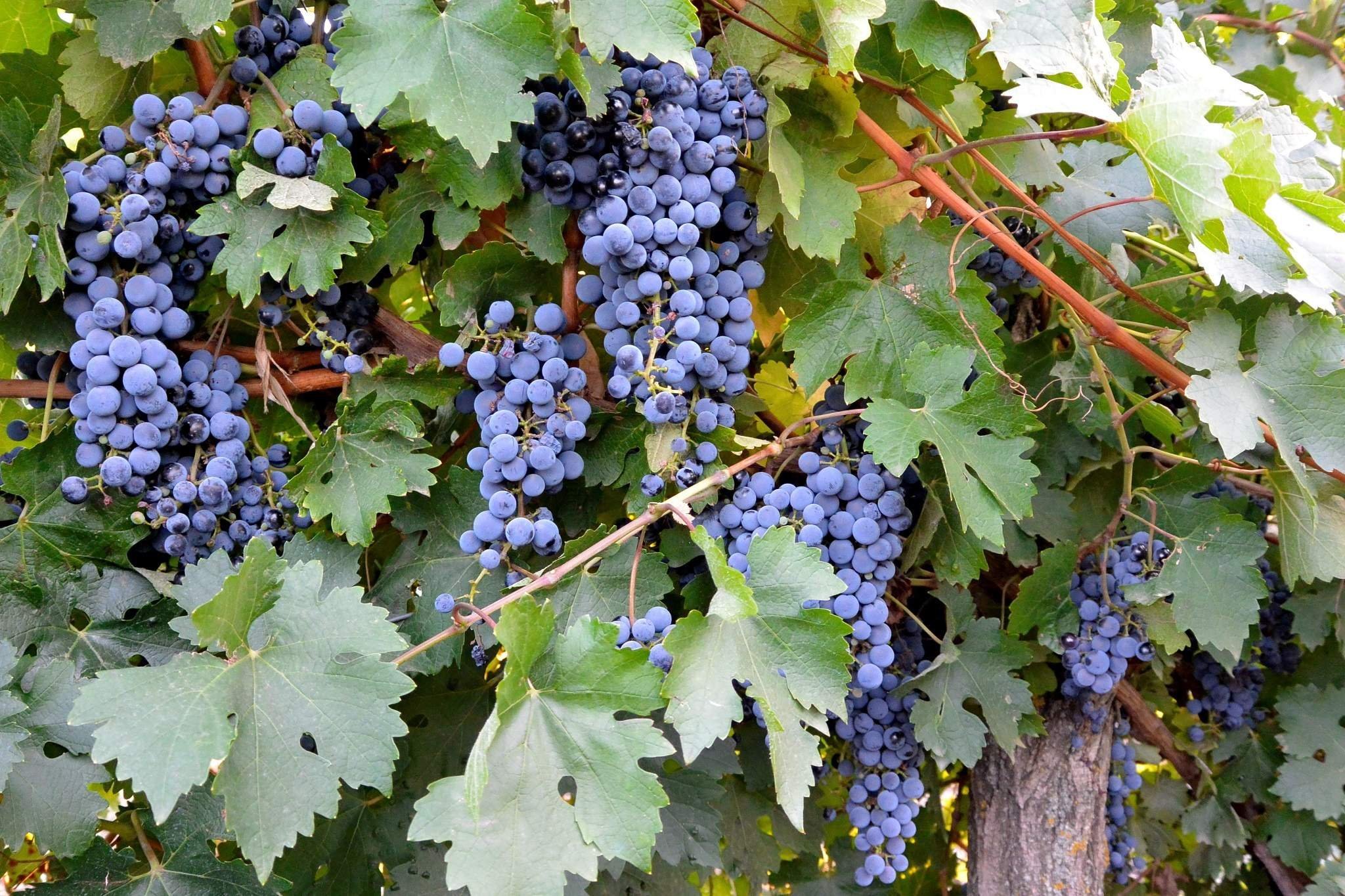 Сорт винограда Молдова. Виноград сорт Атаман. Молдавский виноград Пинар. Вэлиант виноград куст.