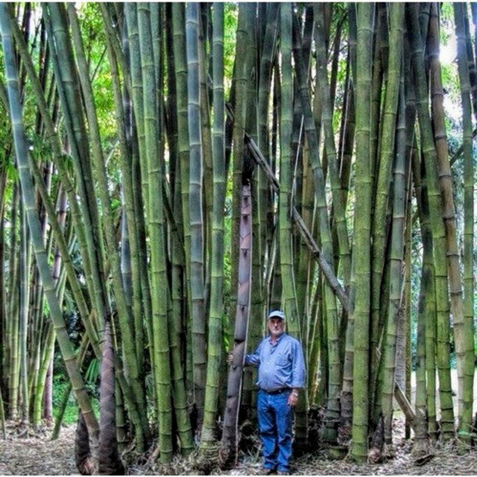 Бамбук в среднем вырастает. Бамбук arundinacea. Bambusa arundinacea семена. Бамбук Dendrocalamus brandisii. Бамбук тростниковый.