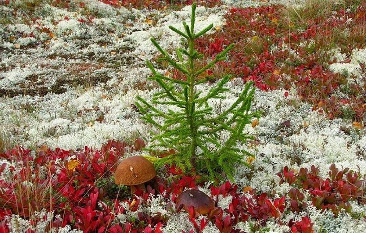 Какие растения растут в северной. Арктическая тундра растения. Ягель на Кольском полуострове. Ягель Таймырского заповедника. Цветущая тундра в Мурманске.