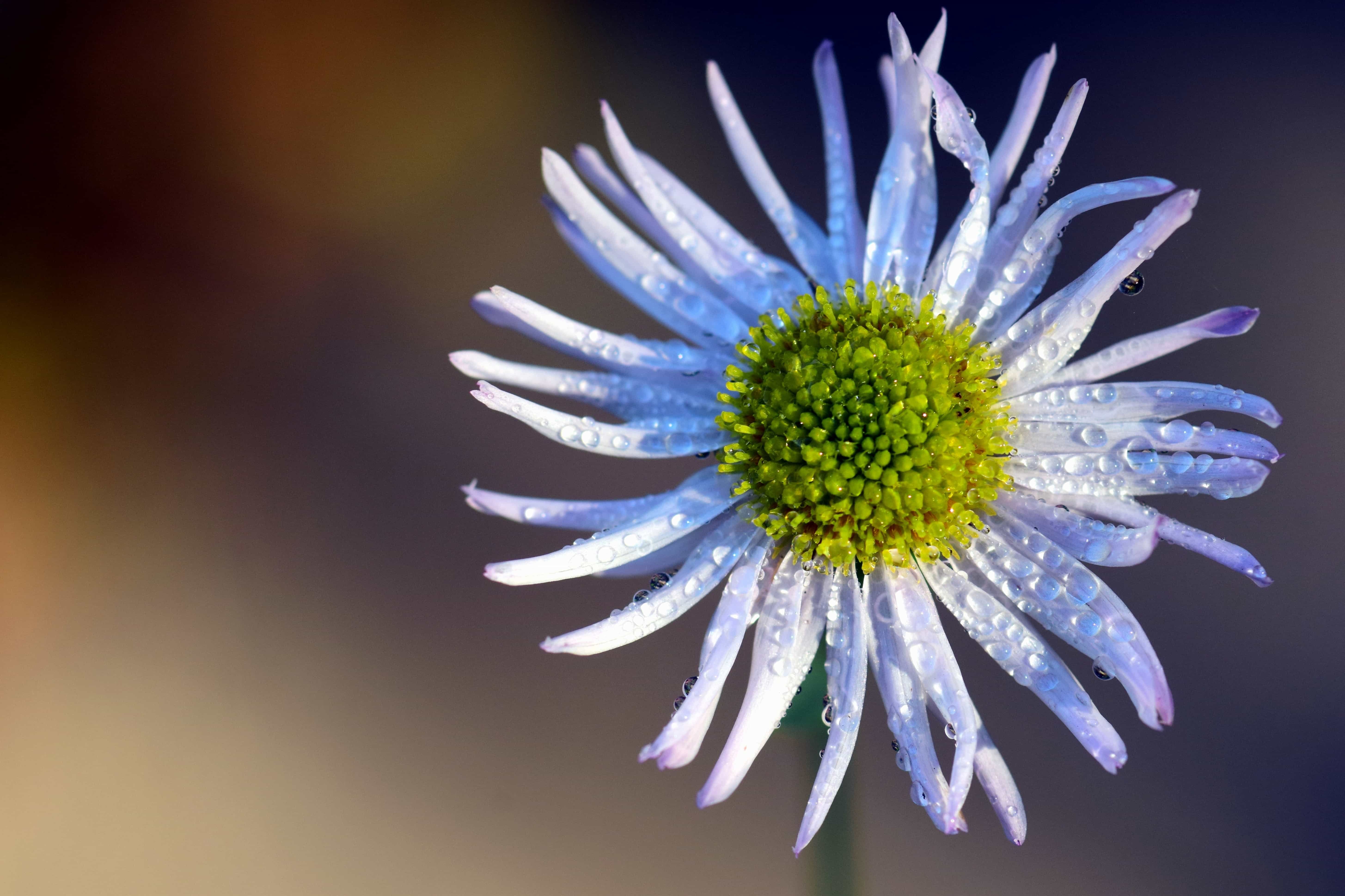 Трава семейства сложноцветных. Астровые (Asteraceae). Compositae (Asteraceae) - Сложноцветные. Asteraceae семейство. Астра Ромашковая семейство Сложноцветные.