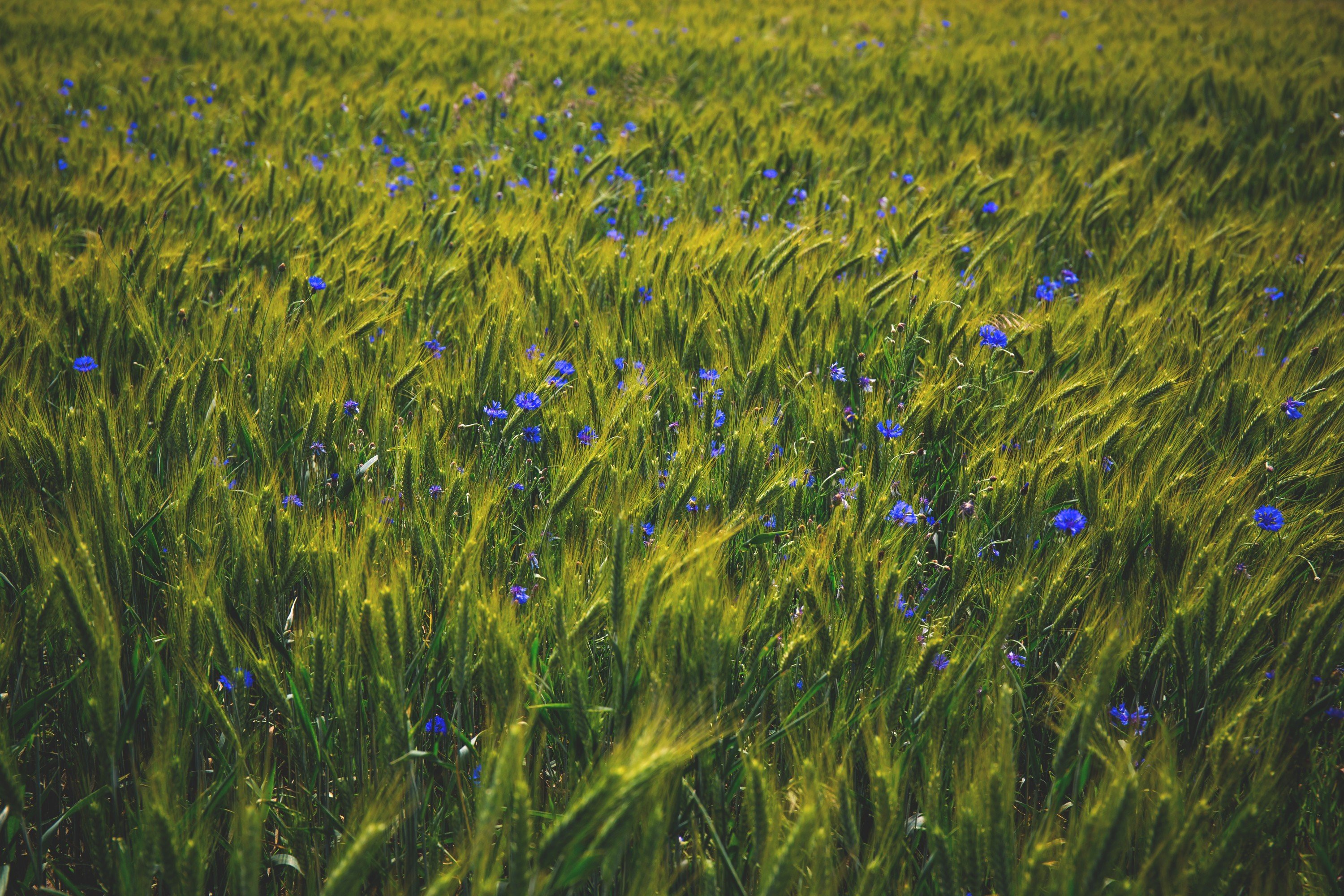 Рожь василек синий. Полевые цветы. Растения поля. Ржаное поле с васильками. Васильки в поле.