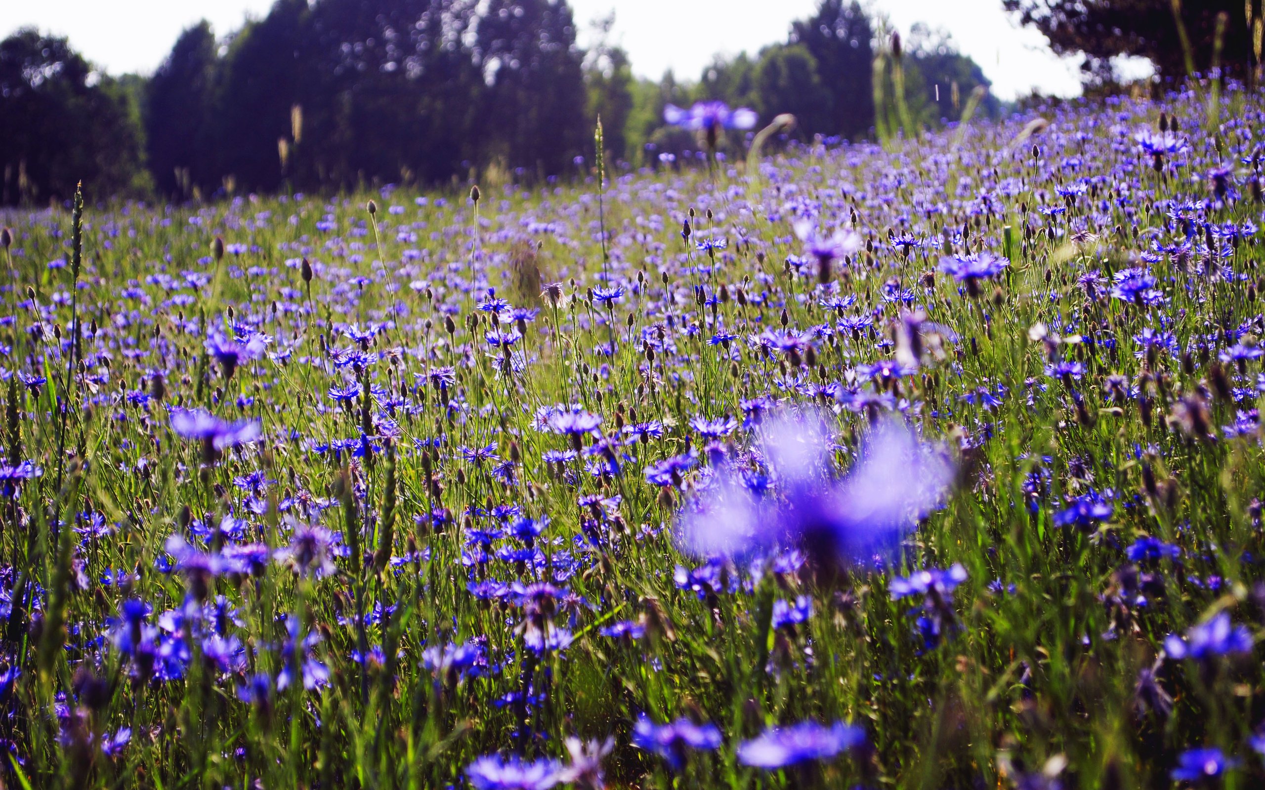 На поляне растут синие цветы. «Поле Васильков». Луговые цветы. Синие луговые цветы. Цветочное поле васильки.