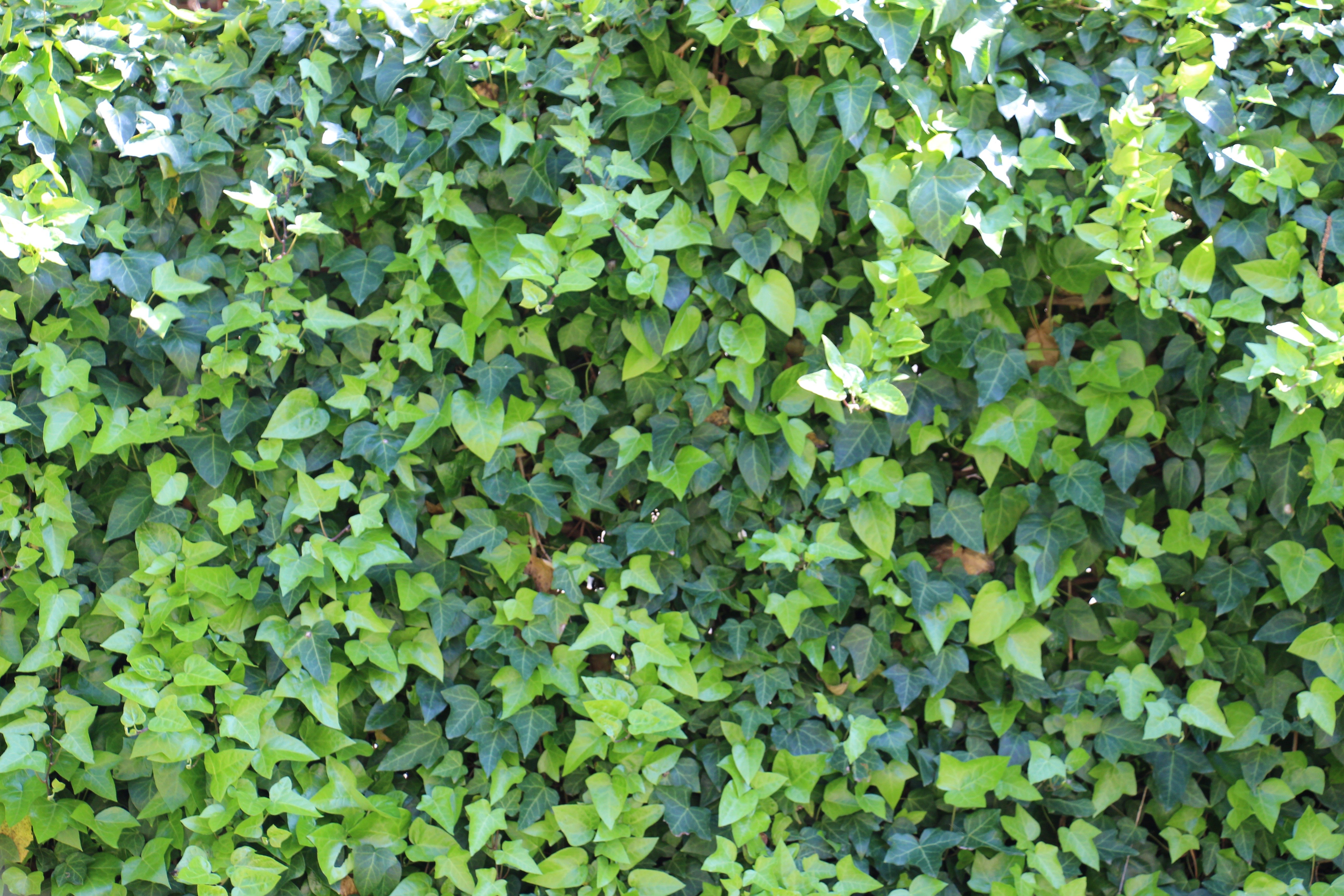 Плющ ростов. Плющ вечнозеленый (Hedera).. Плющ Hedera Hibernica. Плющ Гринхарт. Плющ садовый морозостойкий.