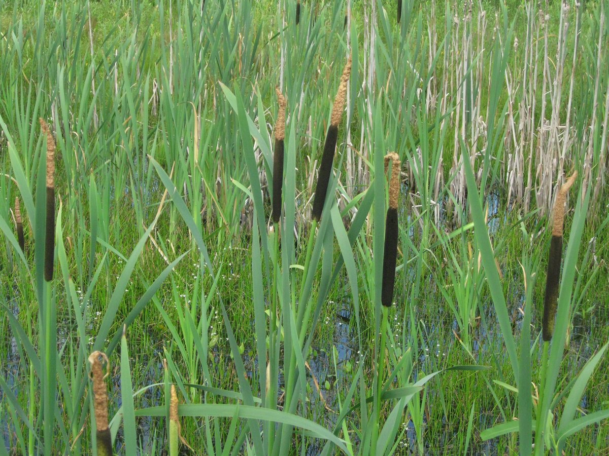 Камыш лесной. Рогоз широколистный. Камыш Лесной (Scirpus sylvaticus l.). Рогоз узколистный. 2) Рогоз узколистный.