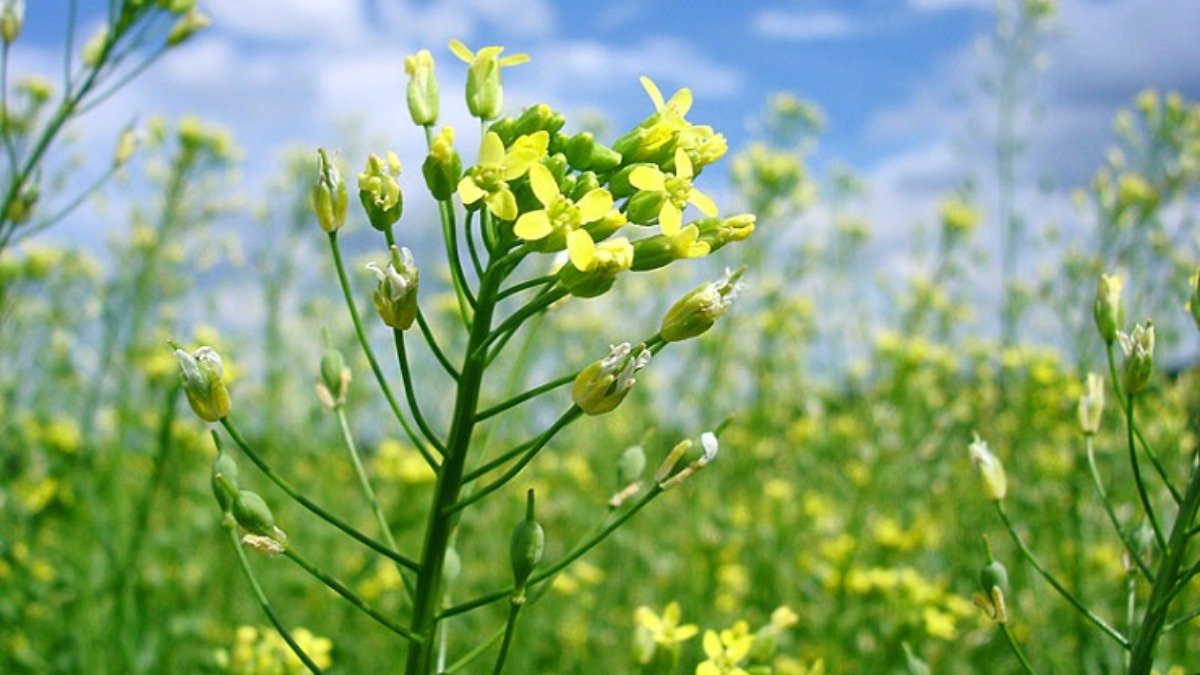 Рыжик масличный. Рыжика посевного (Camelina Sativa),. Camelina Рыжик. Рыжик масличная культура. Сельхозкультура Рыжик.