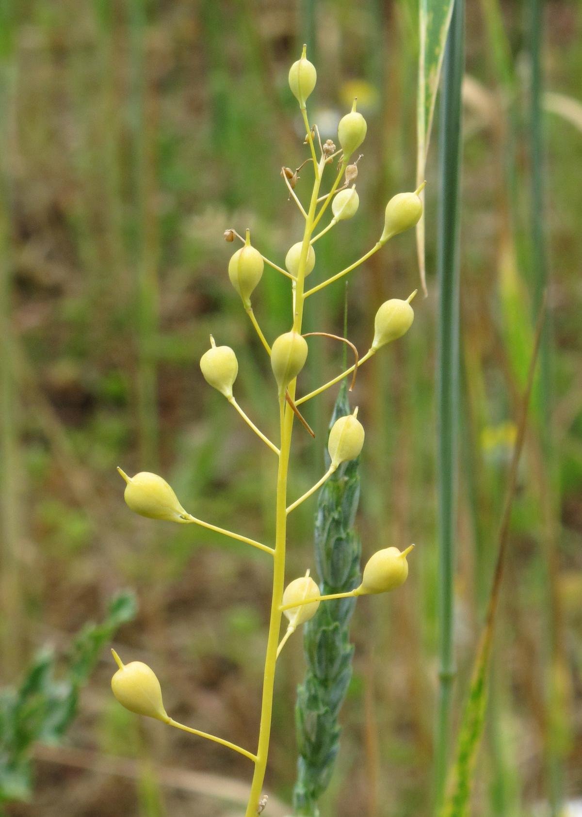 Рыжик масличный. Рыжик посевной. Трава Рыжик посевной. Camelina microcarpa. Camelina Рыжик.