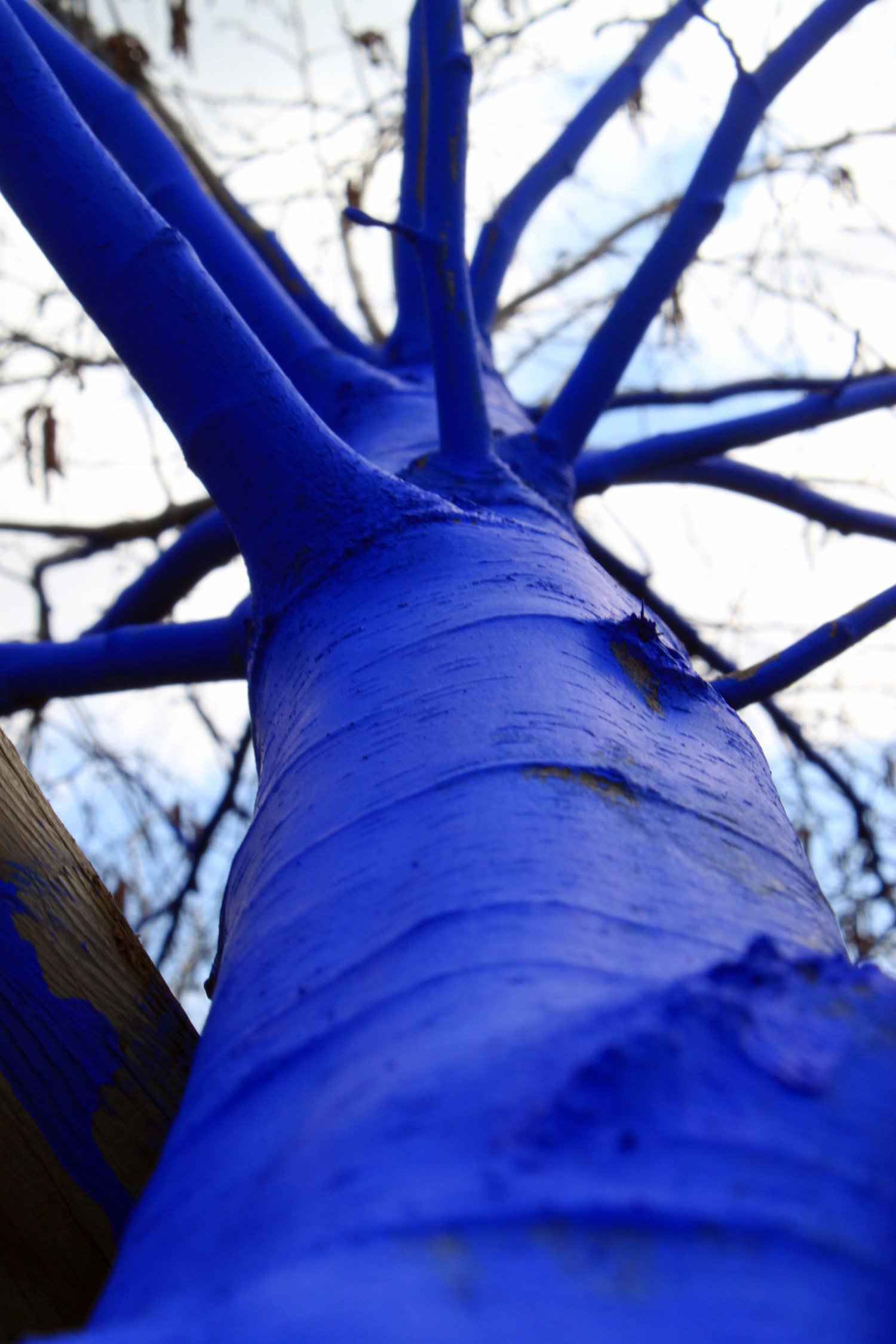 Можно ли стволы деревьев красить. Синие деревья Константина Димопулоса. Синее дерево. Покрашенное дерево. Дерево с синим стволом.