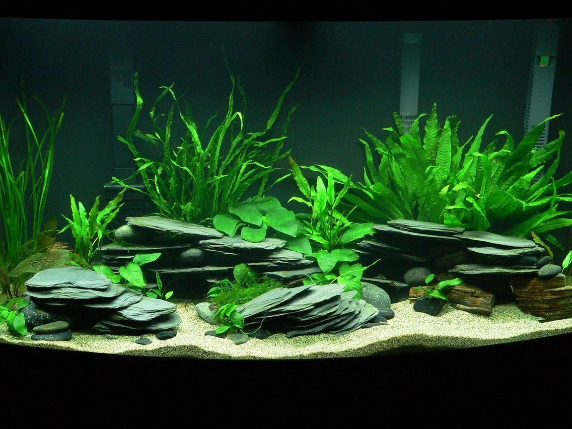 аквариумные растения без грунта название и фото