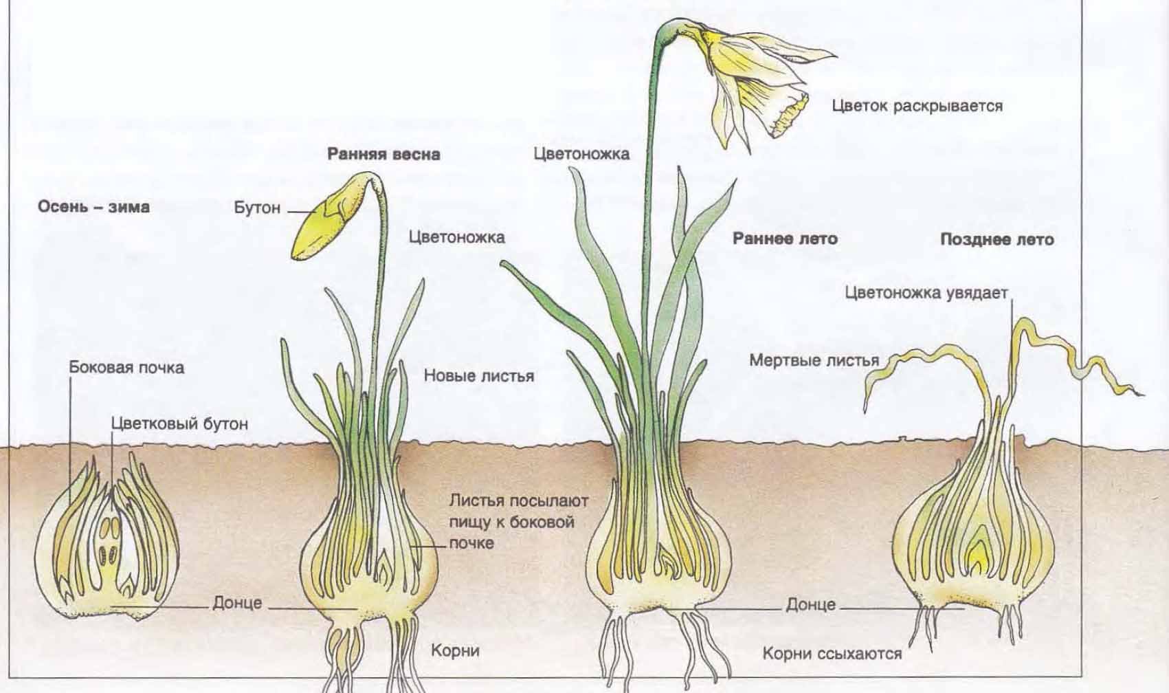 Какой тип питания характерен для тюльпана. Нарциссы размножение луковицами. Строение луковицы нарцисса. Стадии развития луковицы тюльпана. Строение нарцисса схема.