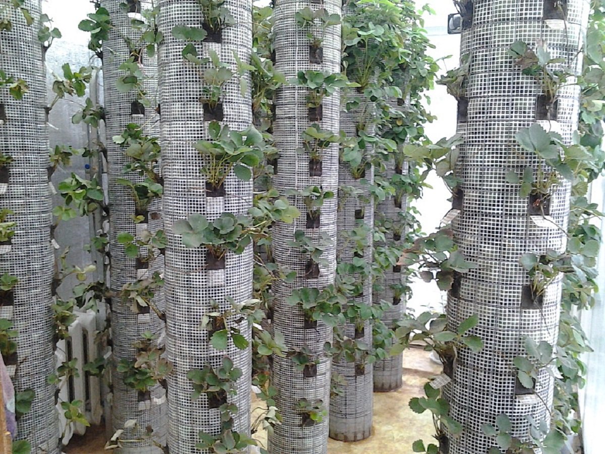 Вертикальное выращивание клубники