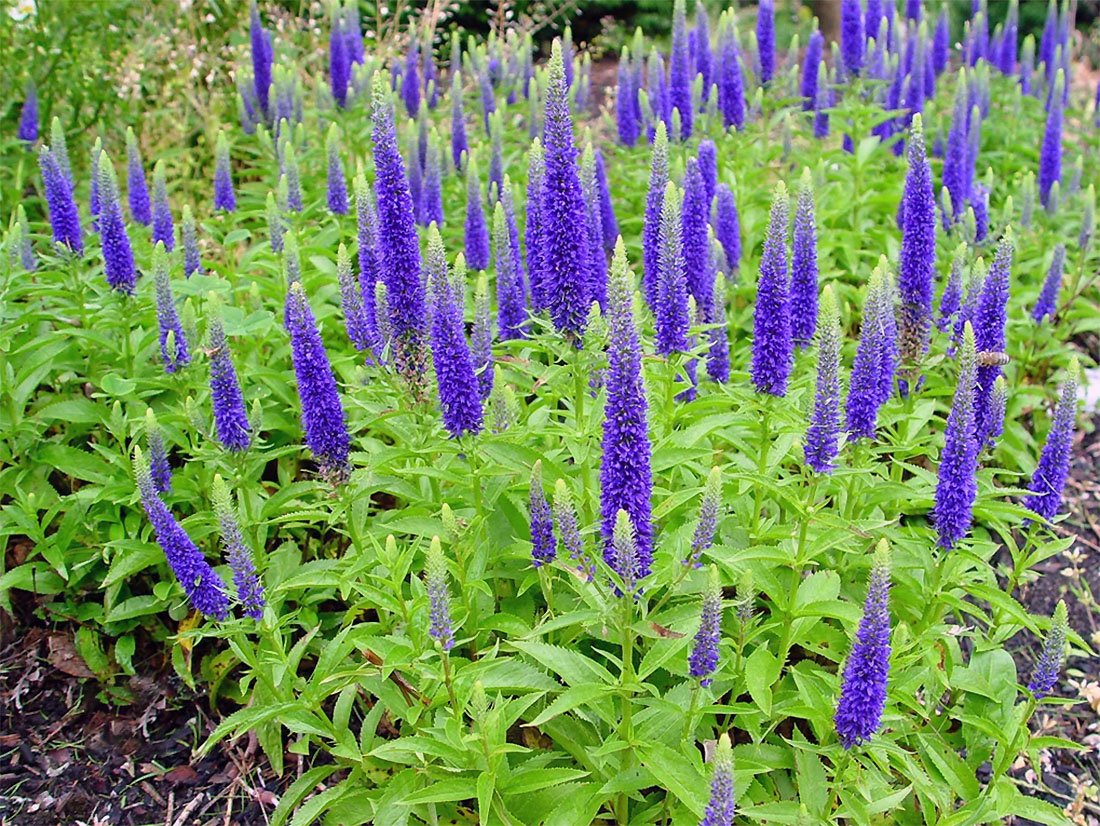 Veronica longifolia Speedwell растение