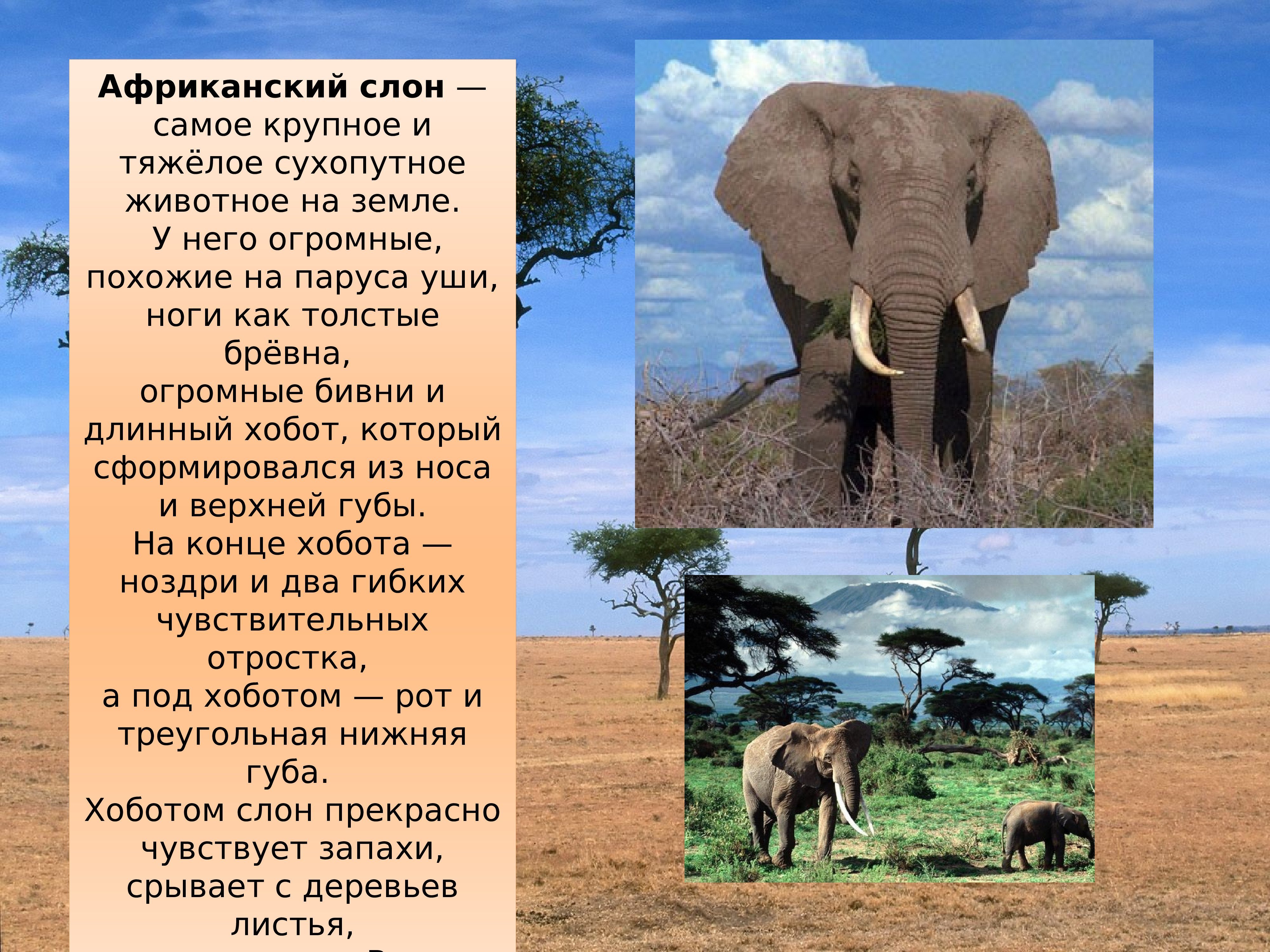 Доклад животные африки. Рассказ про животных Африки. Африканские животные презентация. Животные Африки доклад. Презентация по Африке.