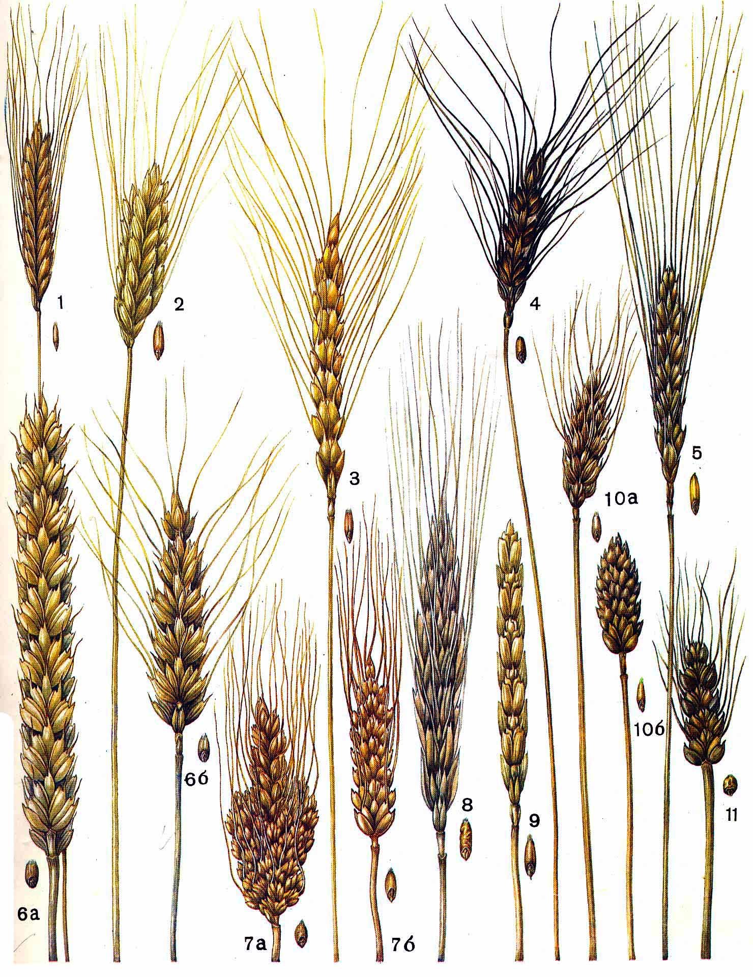 Булавовидный Колос. Семейство Мятликовые пшеница. Хлебный злак. Соцветие пшеницы.