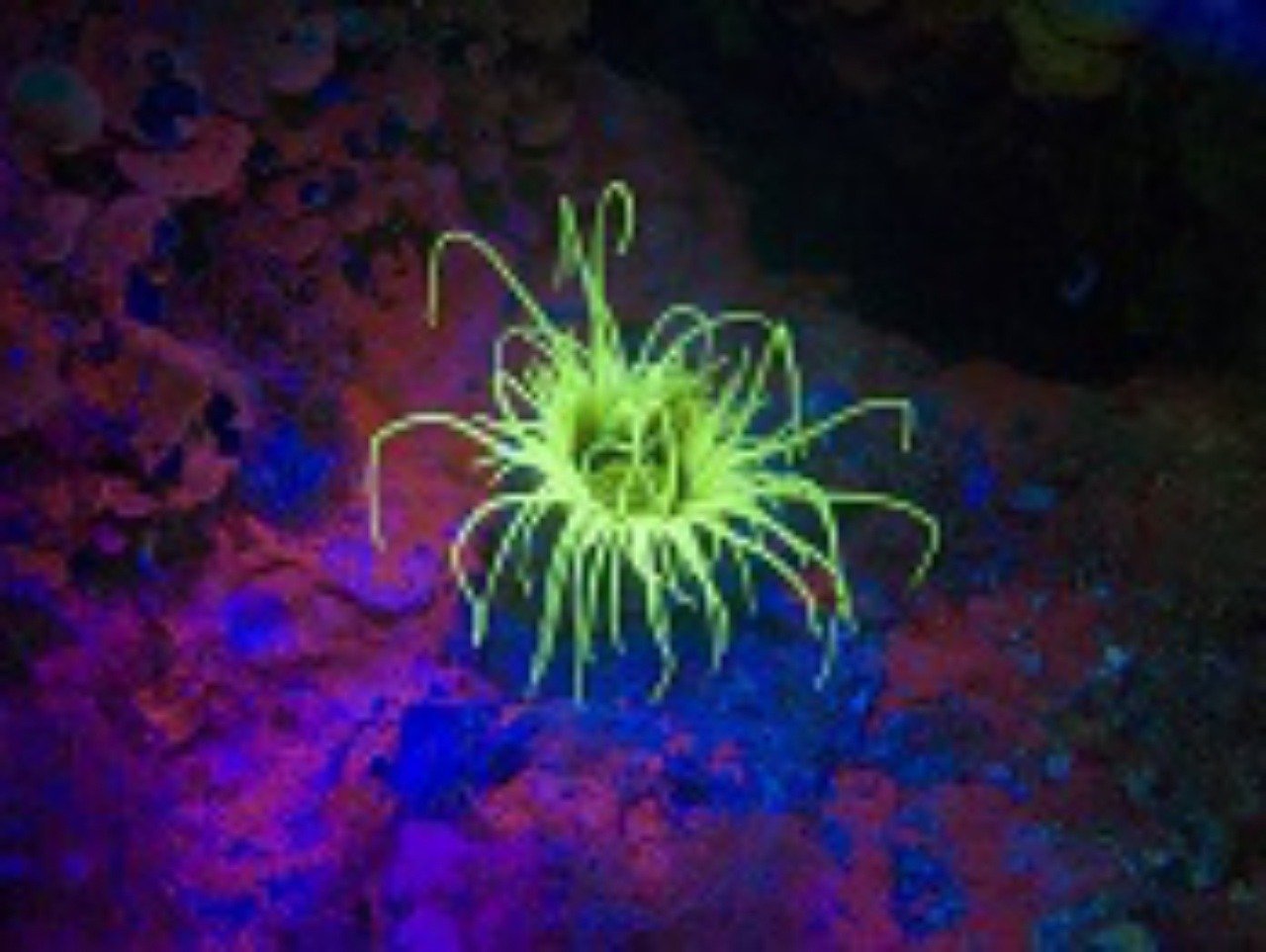 Какие водоросли глубоководные. Кораллы биолюминесценция. Коралл Renilla биолюминесценция. Водоросли актинии. Актиния Средиземноморская.