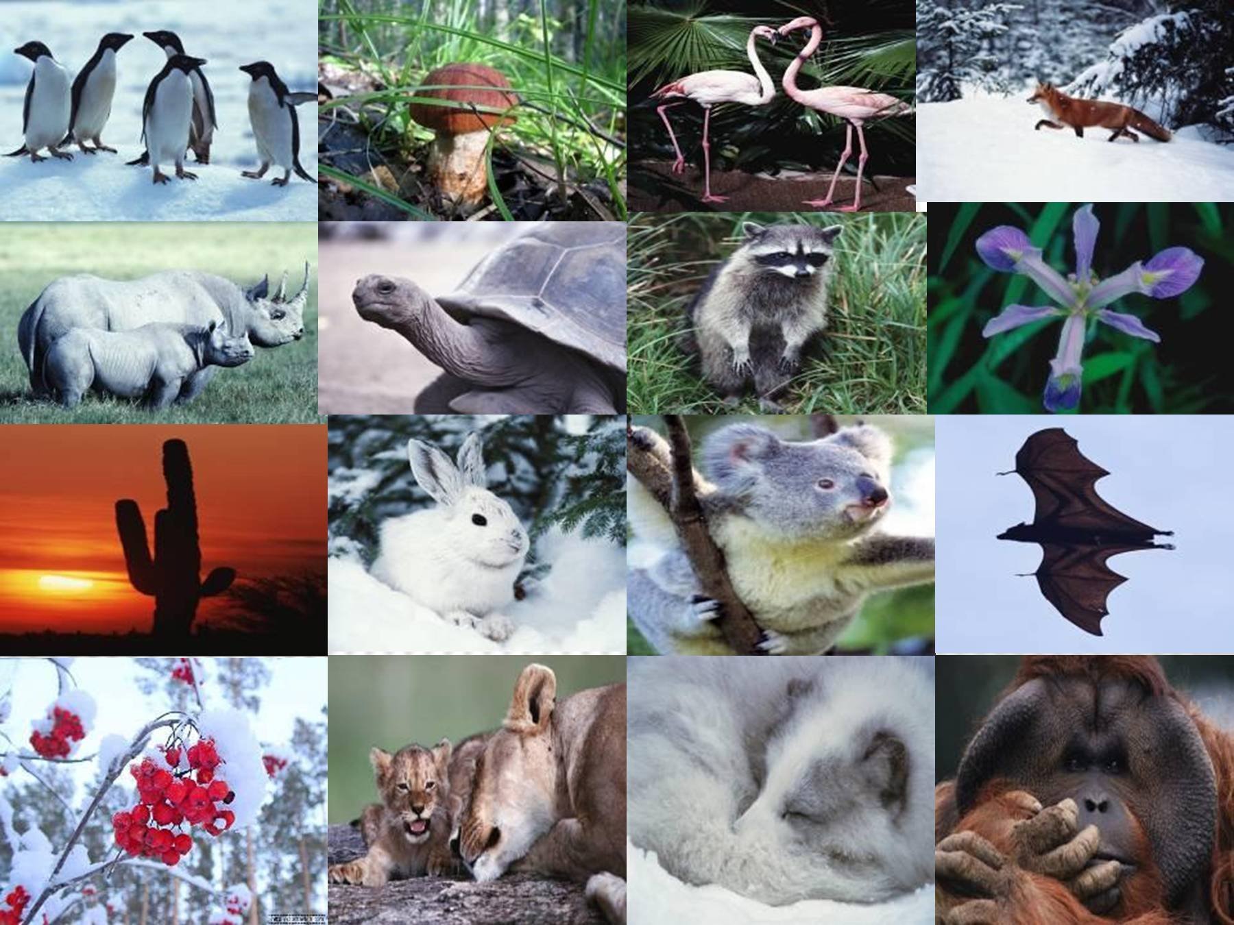 Экология диких животных