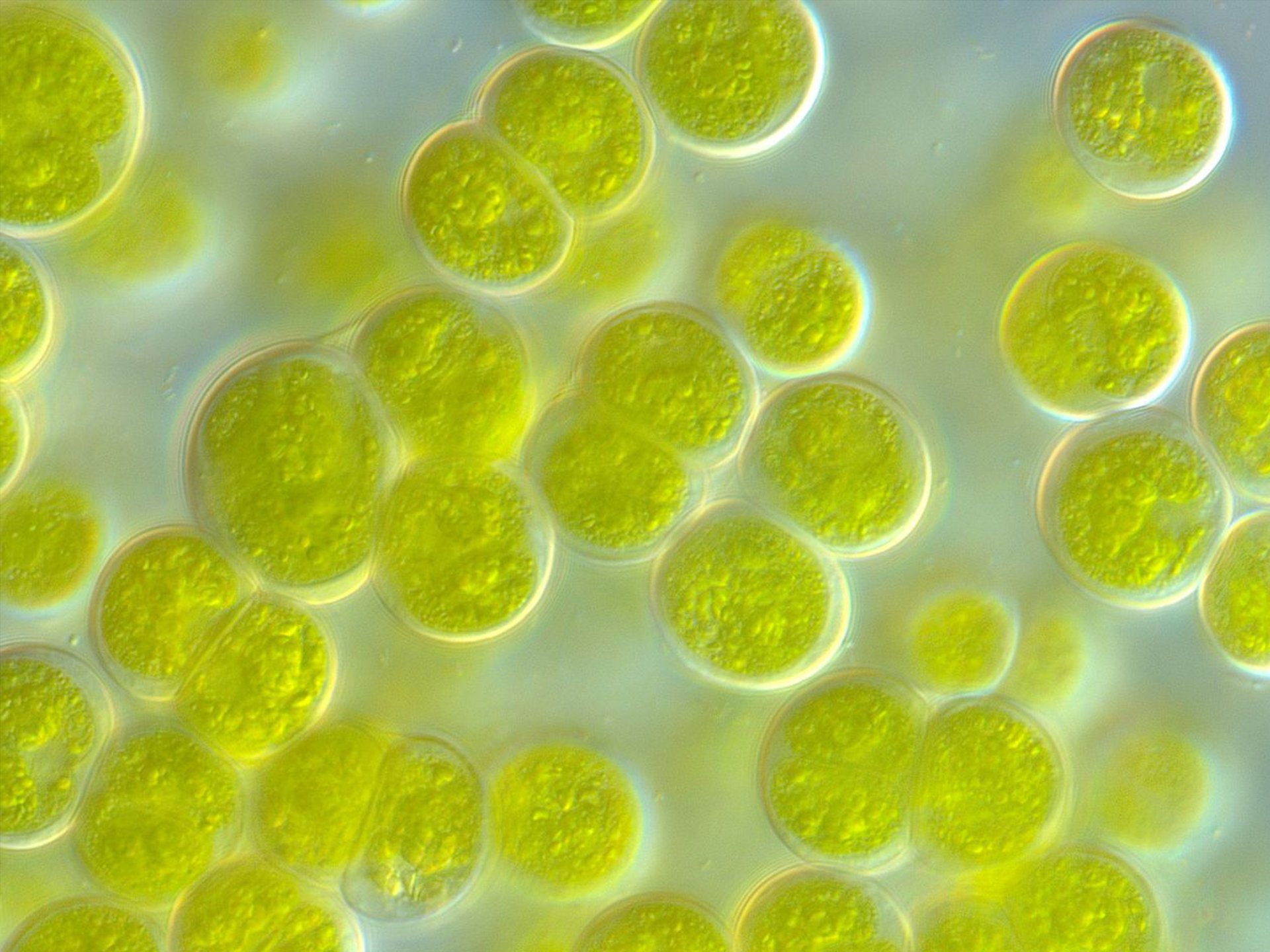 Отдел одноклеточных водорослей. Отдел жёлто-зелёные водоросли (Xanthophyta). Хлорелла цианобактерии. . Xanthophyta - желто зеленые водоросли.. Зеленые водоросли Chlorophyta.