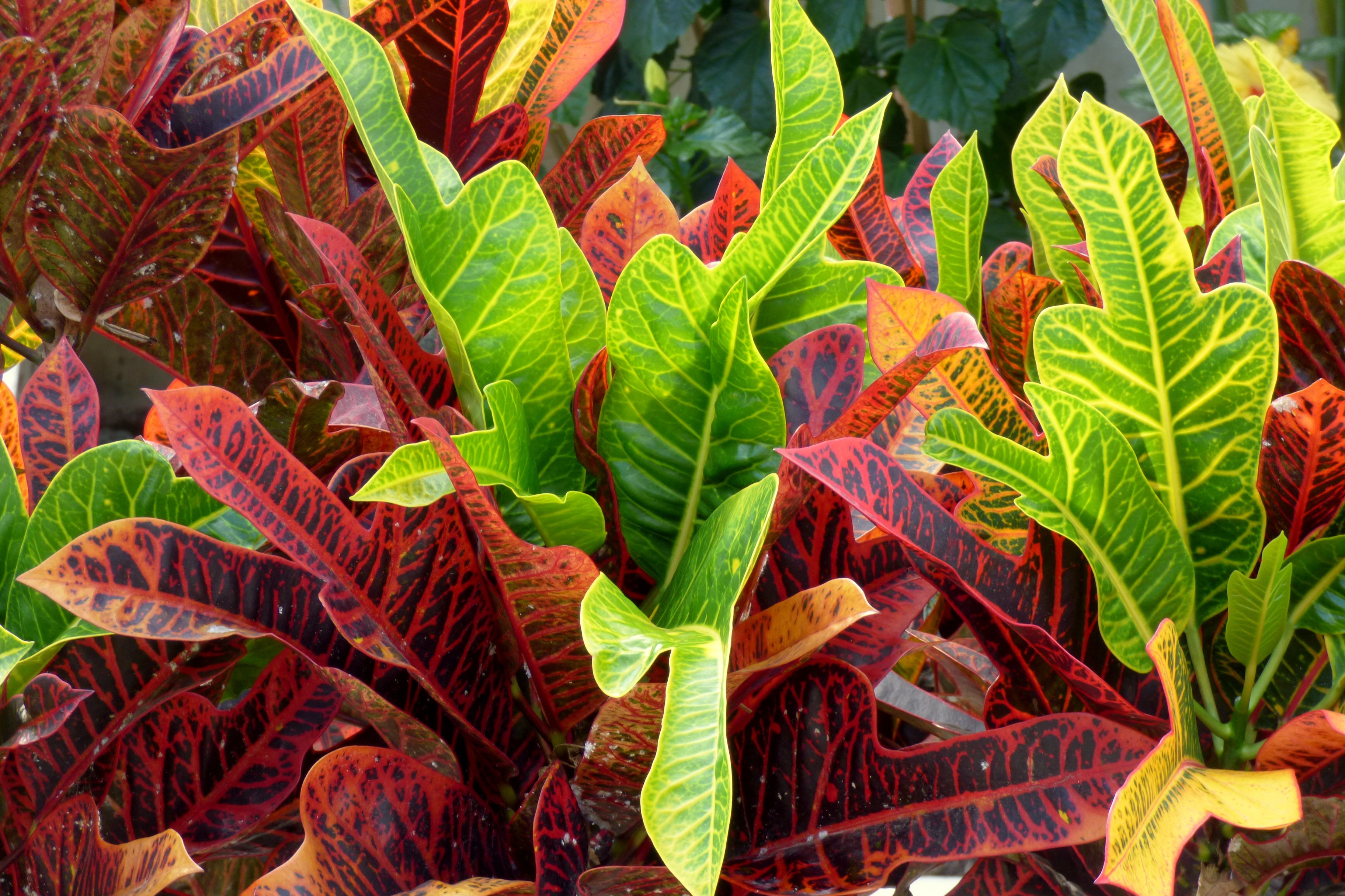 комнатные растения с цветными листьями фото